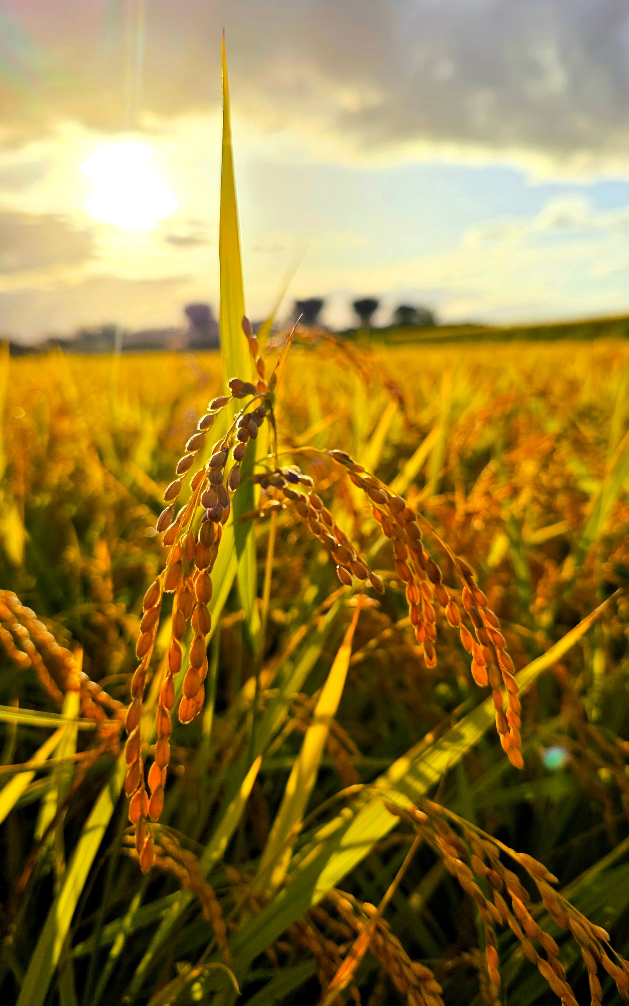 R7新米【30キロ】天授米 会津磐梯産コシヒカリ | 天授ファーム 公式