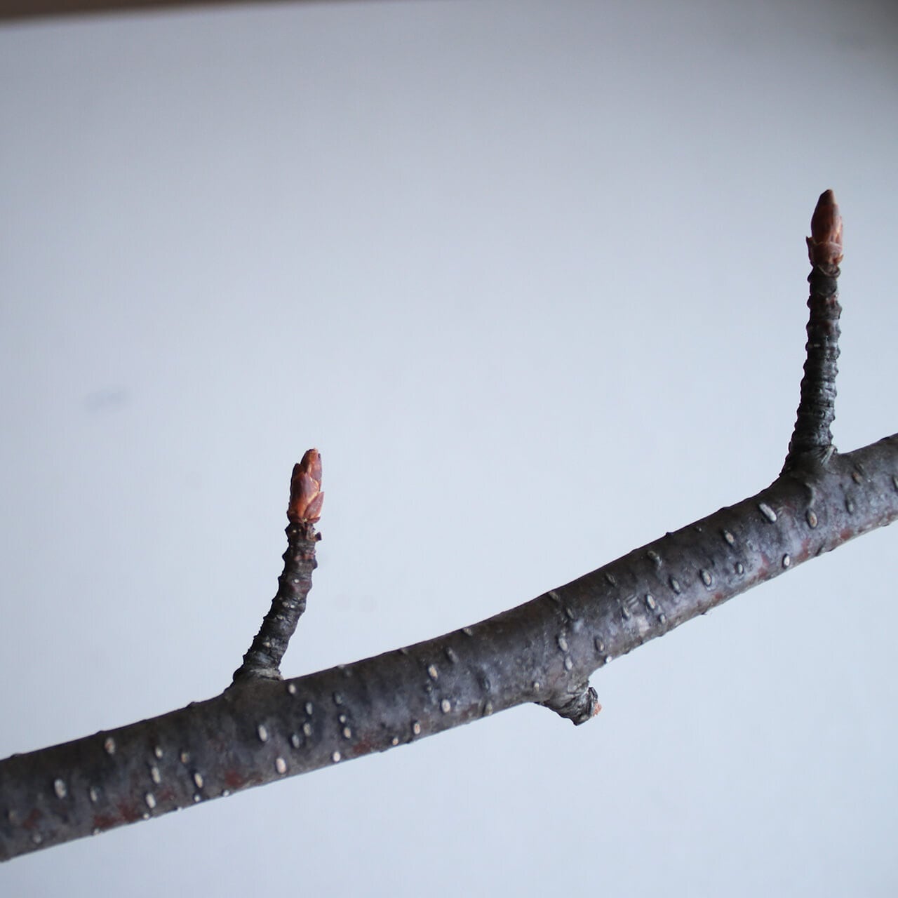 北海道 富良野産】白樺の枝 ロング ブラウン 70〜80cm 【3本セット