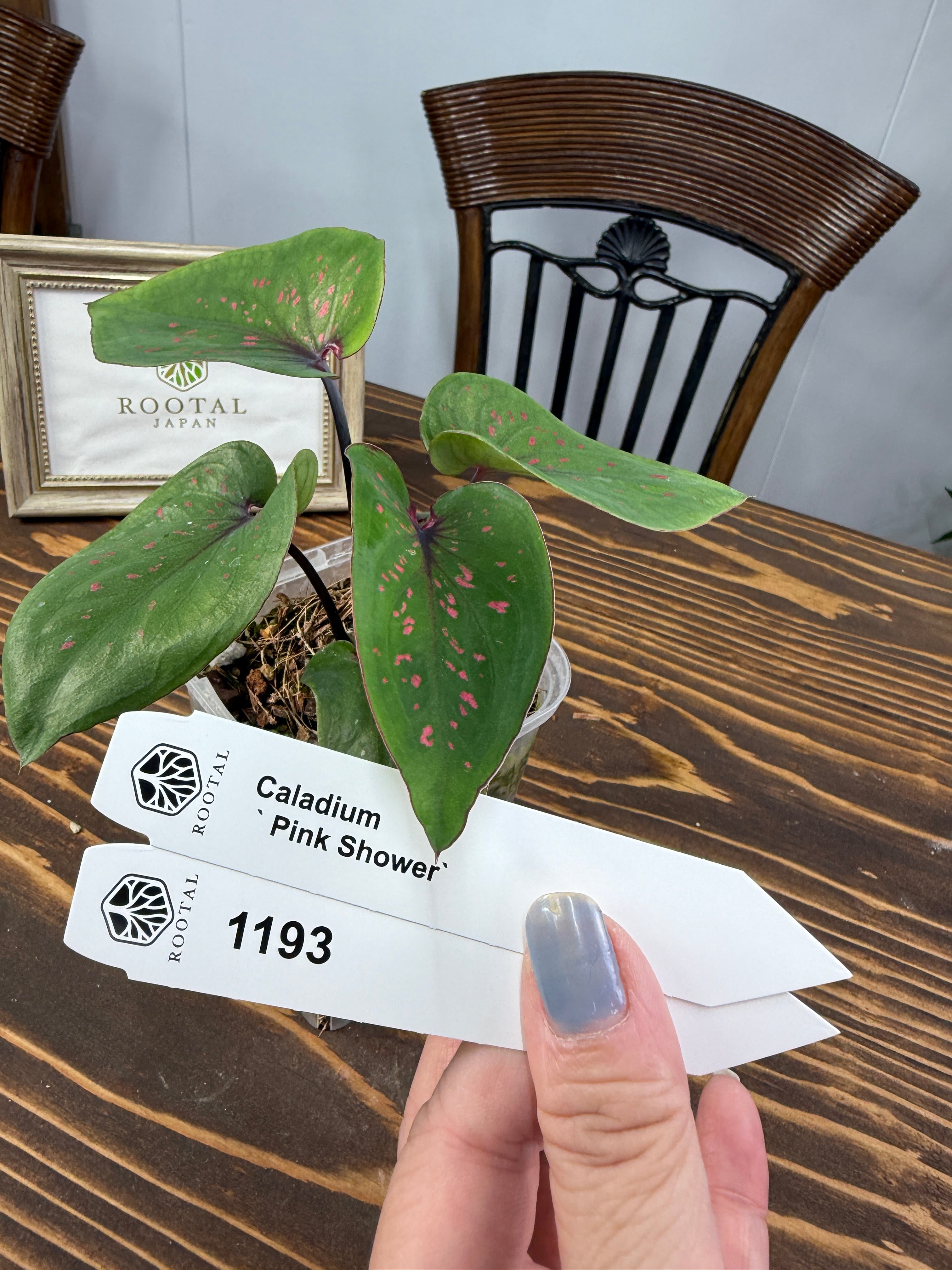 ★1193【桜吹雪】カラジウム ピンクシャワー(9cm硬質ポット)