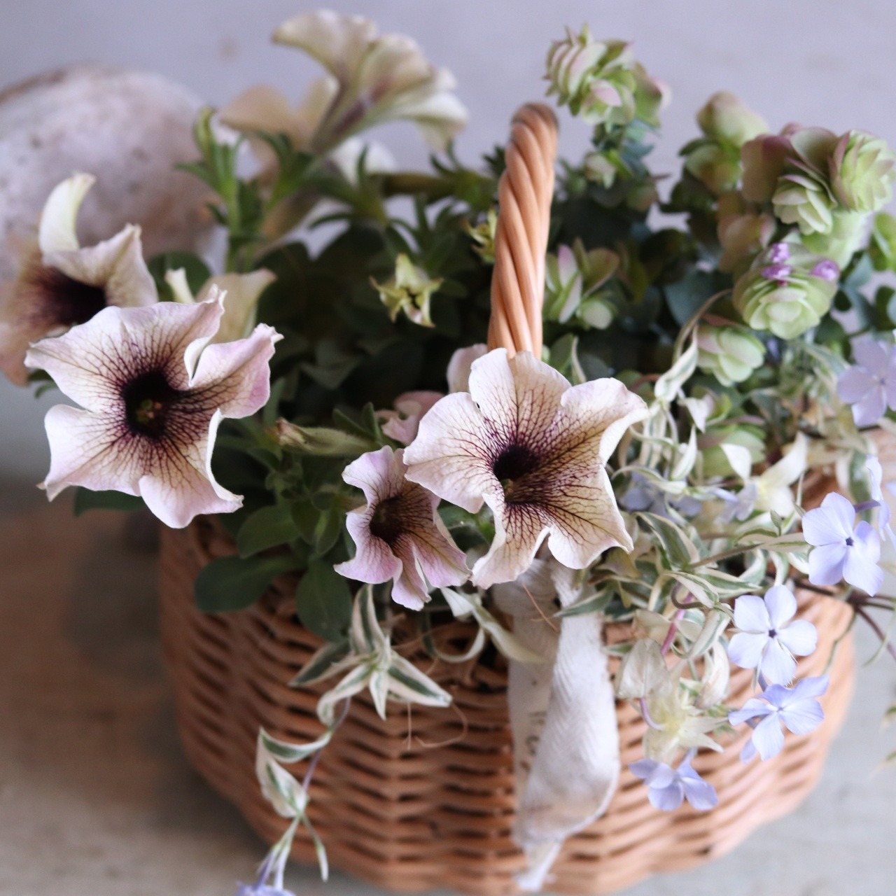 モンディマンシェ 寄せ植え｜ペチュニアロイヤルミルクティのバスケット｜届いてすぐ飾れる完成品｜玄関インテリア｜母の日・新築・開店祝いギフト