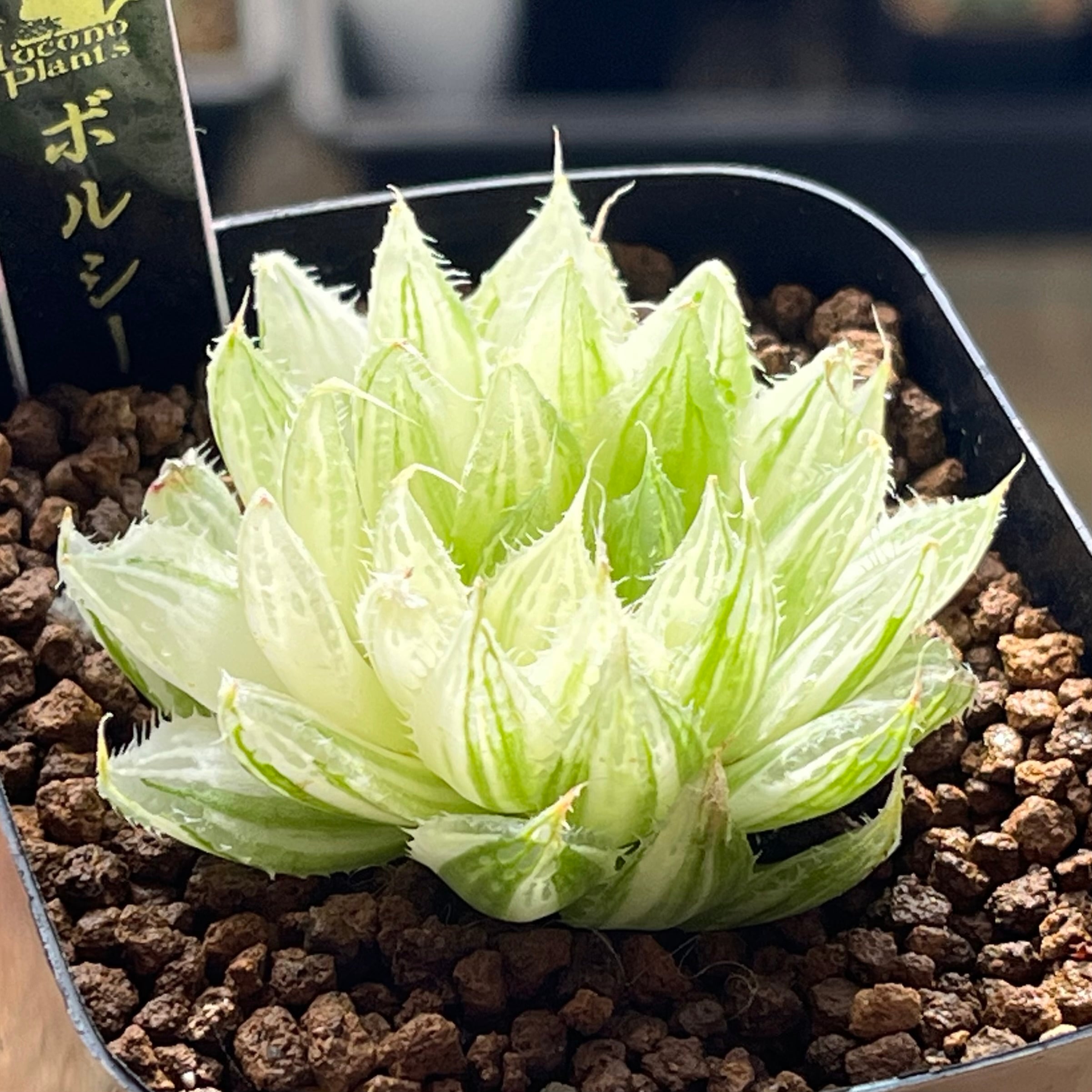 ハオルチア バディア 白鳳錦 | mocono_plants