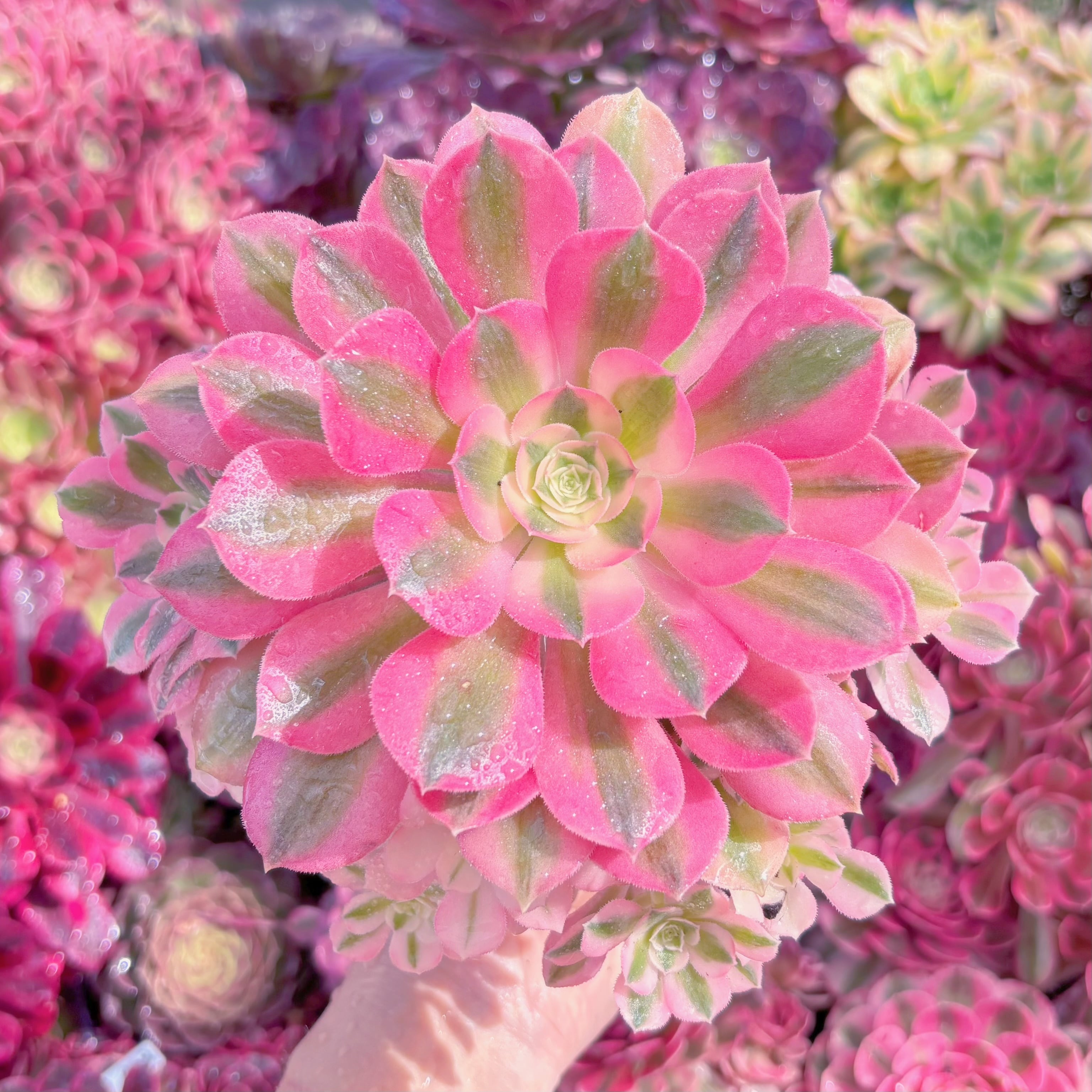 現品　美姫#M280　群生　るる農園