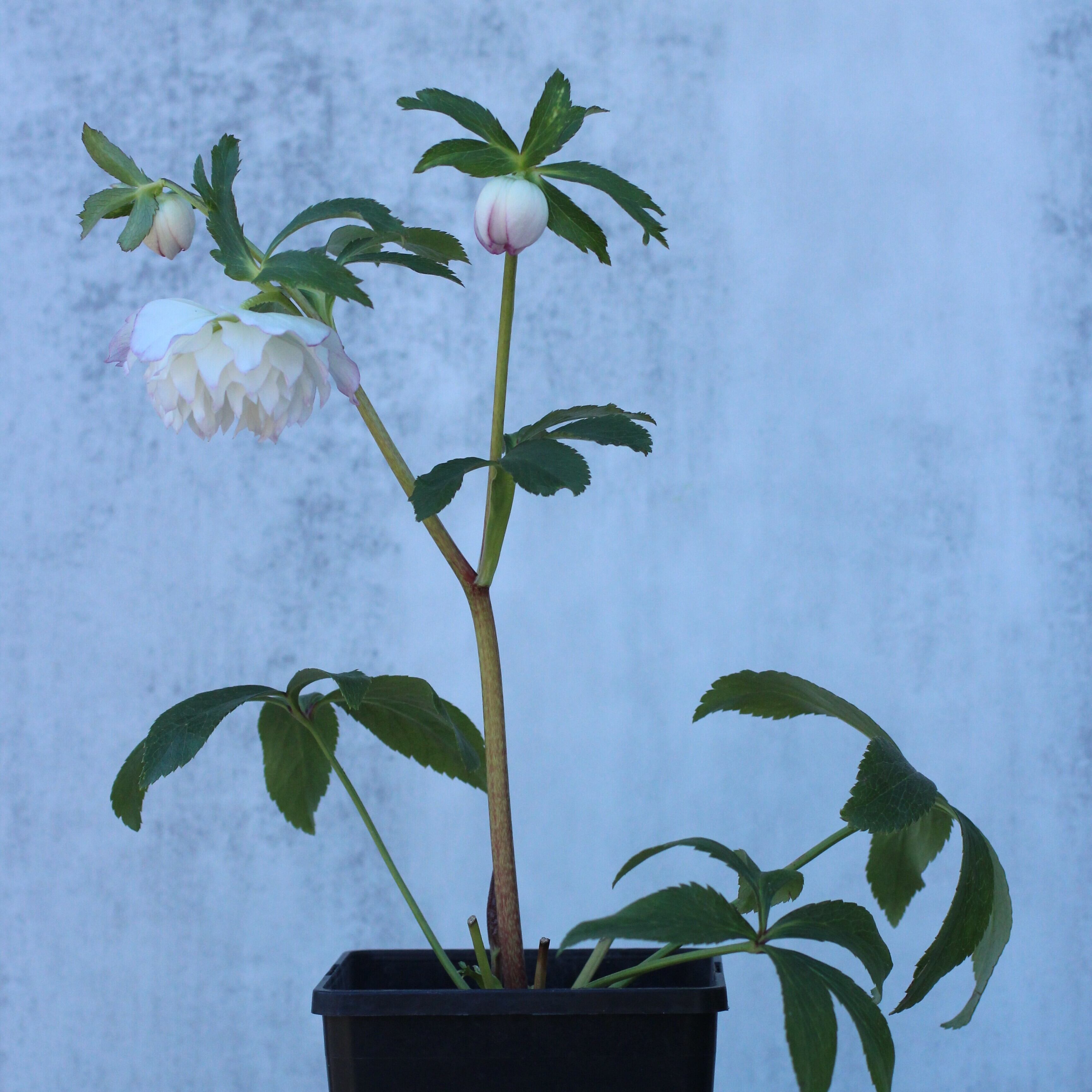 WS26-110 クリスマスローズ ウィンターシンフォニー レ・フレール