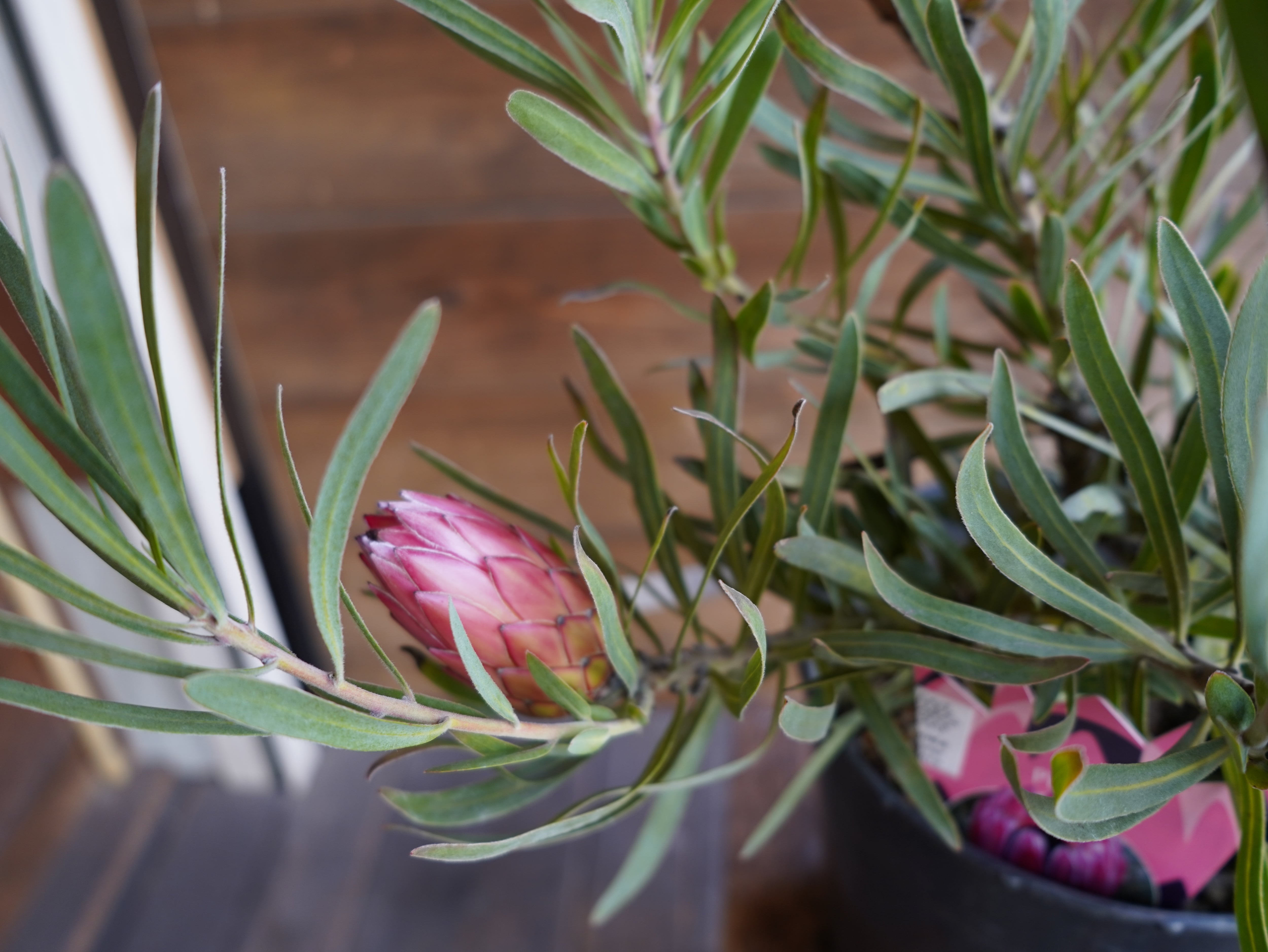 【現物】プロテア ”ピクシー”