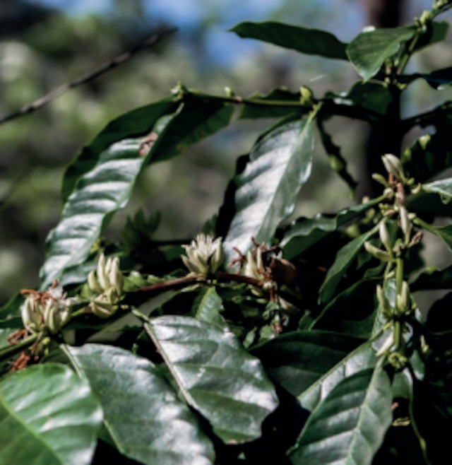 GUATEMALA Primavera Family Washed　コーヒー　生豆　500g