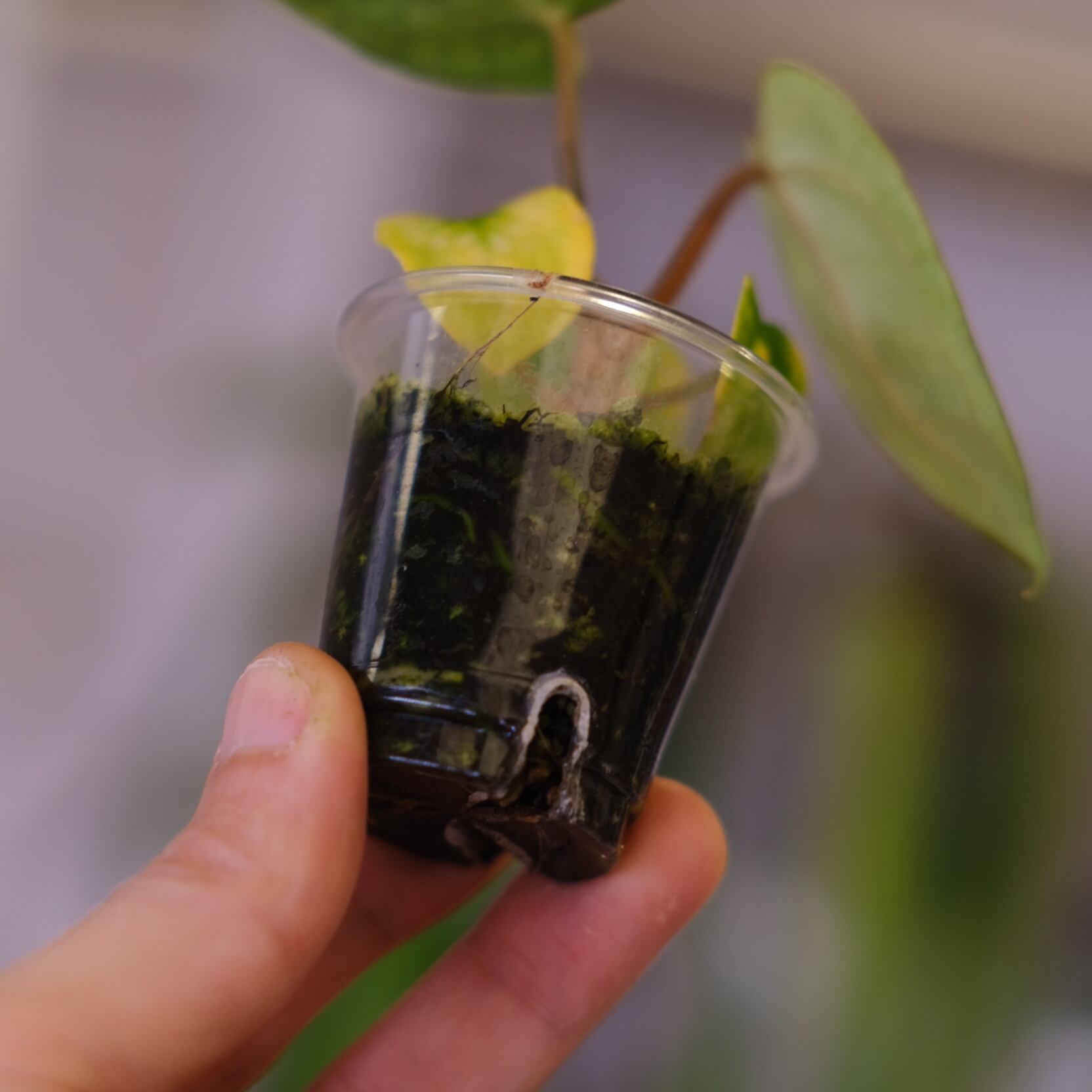 Anthurium Carlablackiae│アンスリウム カーラブラッキー│観葉植物