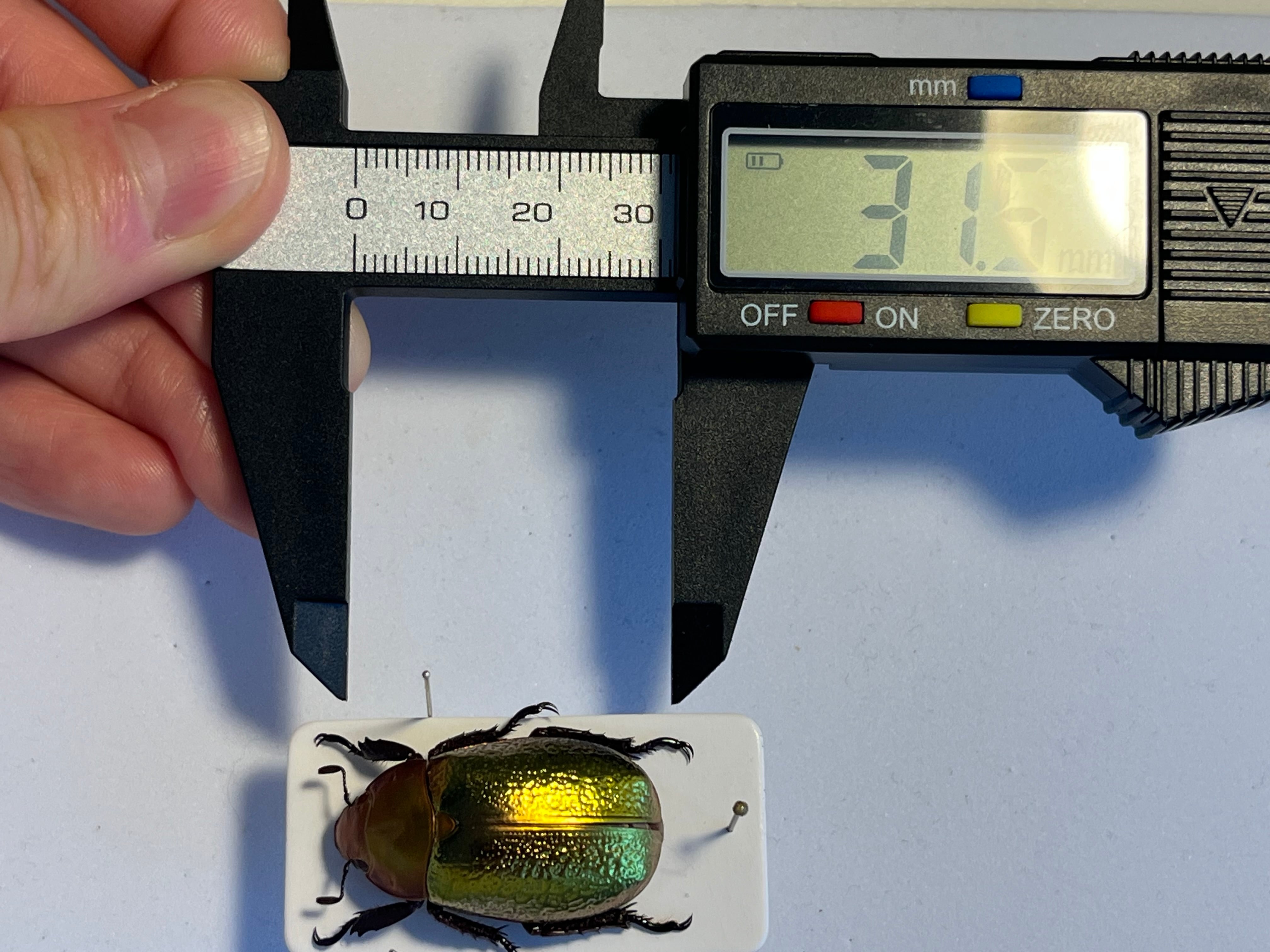 最新作】ボウカルディプラチナコガネ Chrysina boucardi GOLDform 頭が