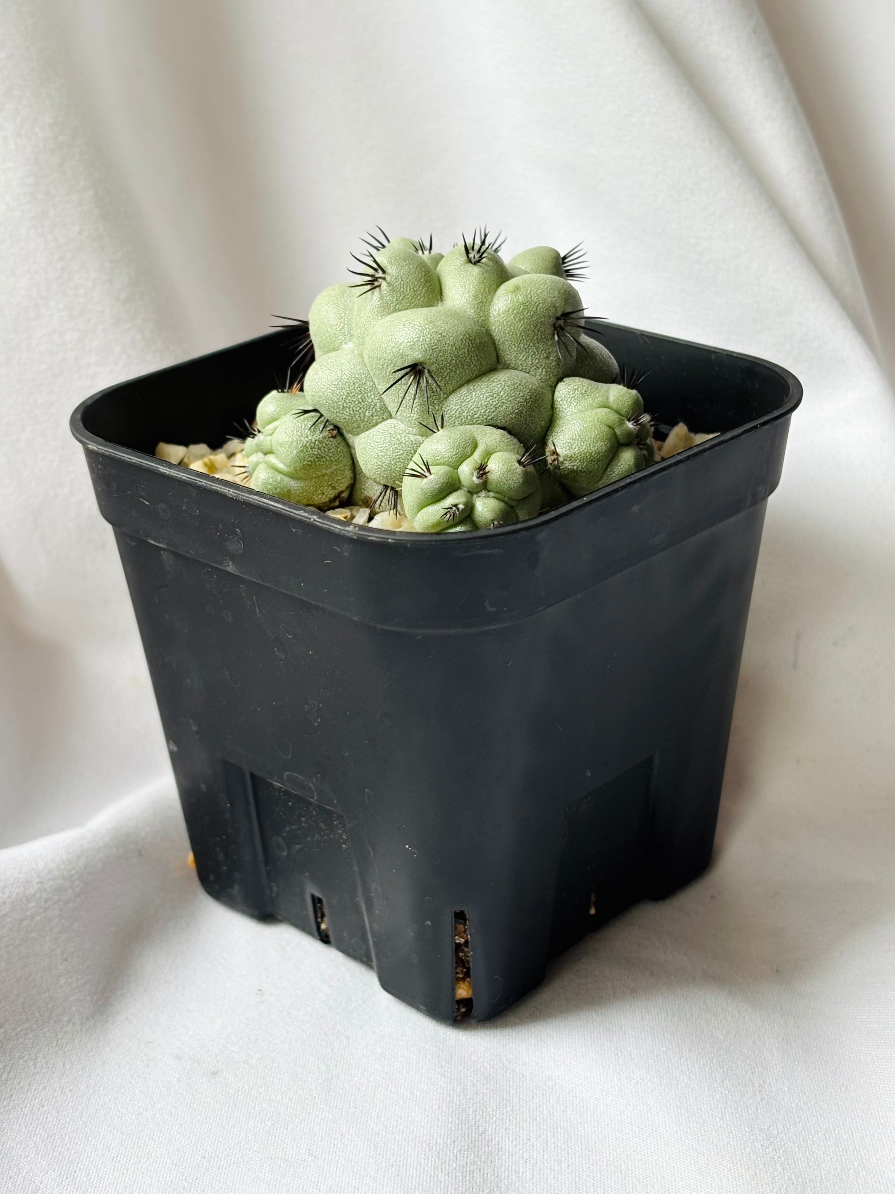 Ortegocactus macdougallii オルテゴカクタス マクドガリー サボテン