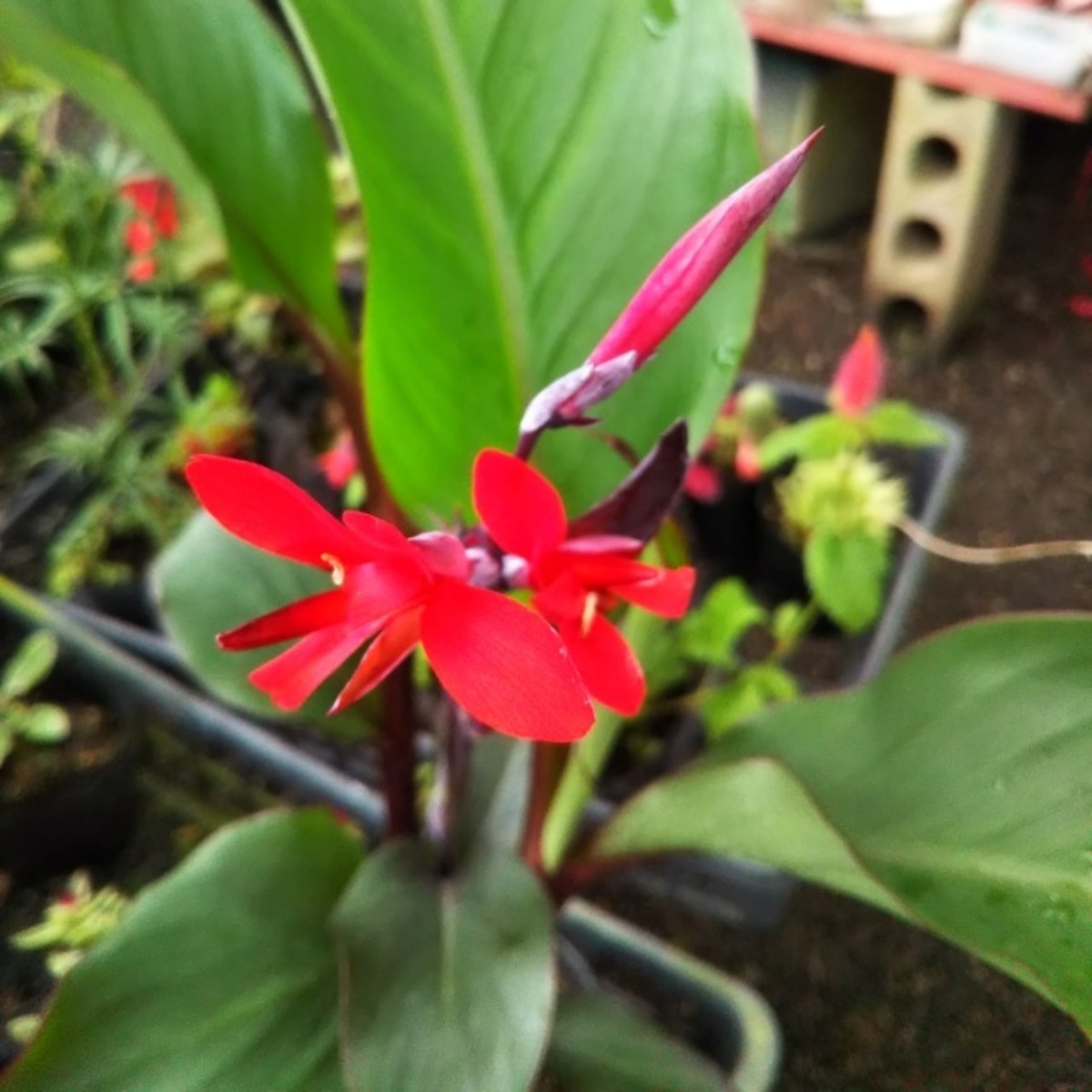 銅葉紅カンナ12cmポット苗 Hanazukin 花ずきん 農家直送の花苗 シンビジュームの花束