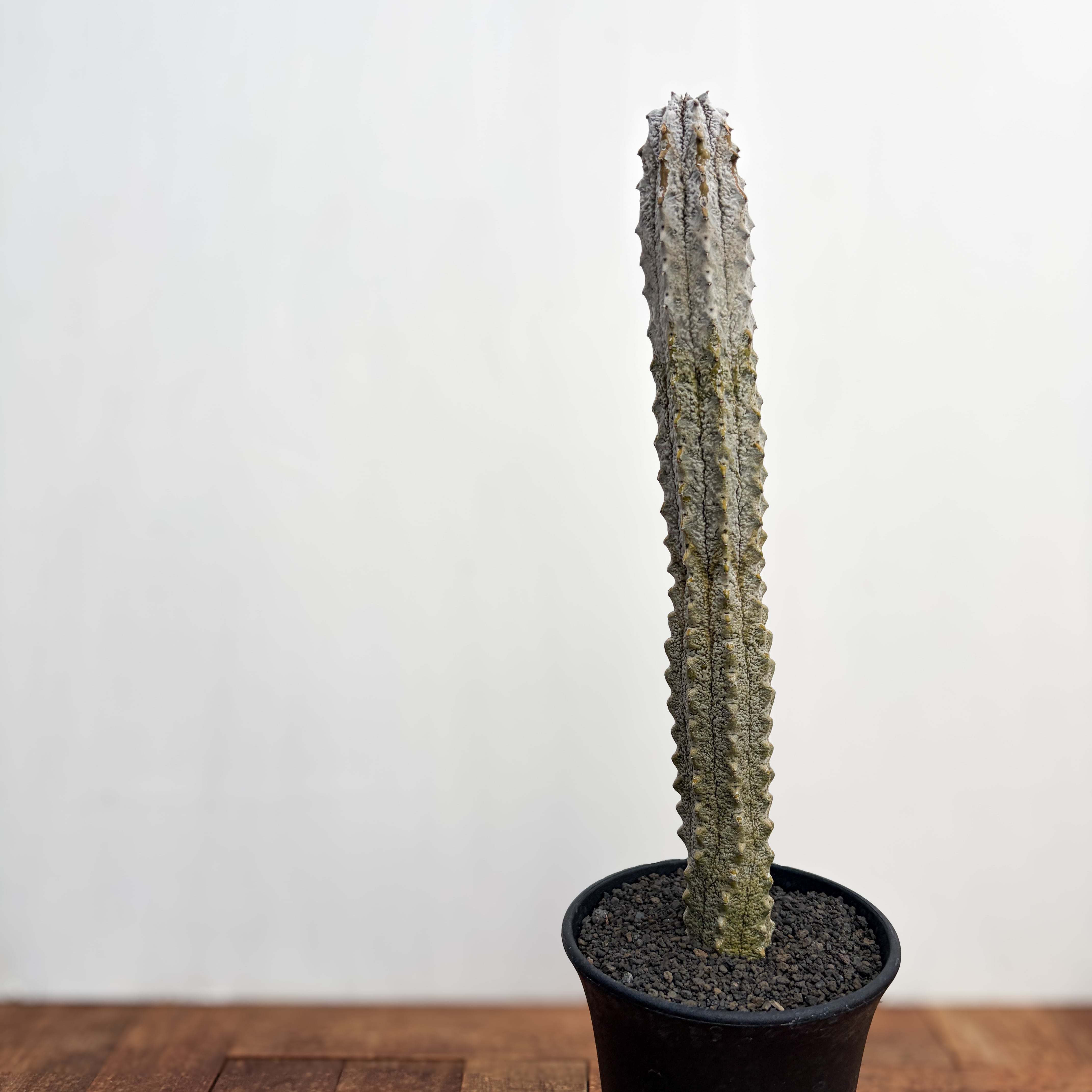 Euphorbia abdelkuri【ユーフォルビア・アブデルクリ】 | RIMO'S GREEN