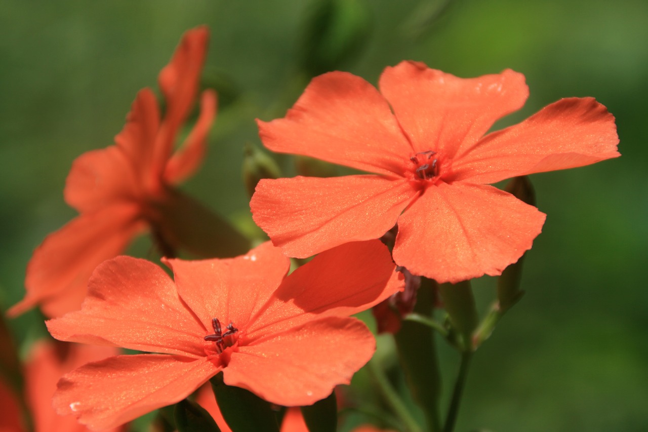 フシグロセンノウ(節黒仙翁)7,5〜9cmポット 【山野草】の画像02