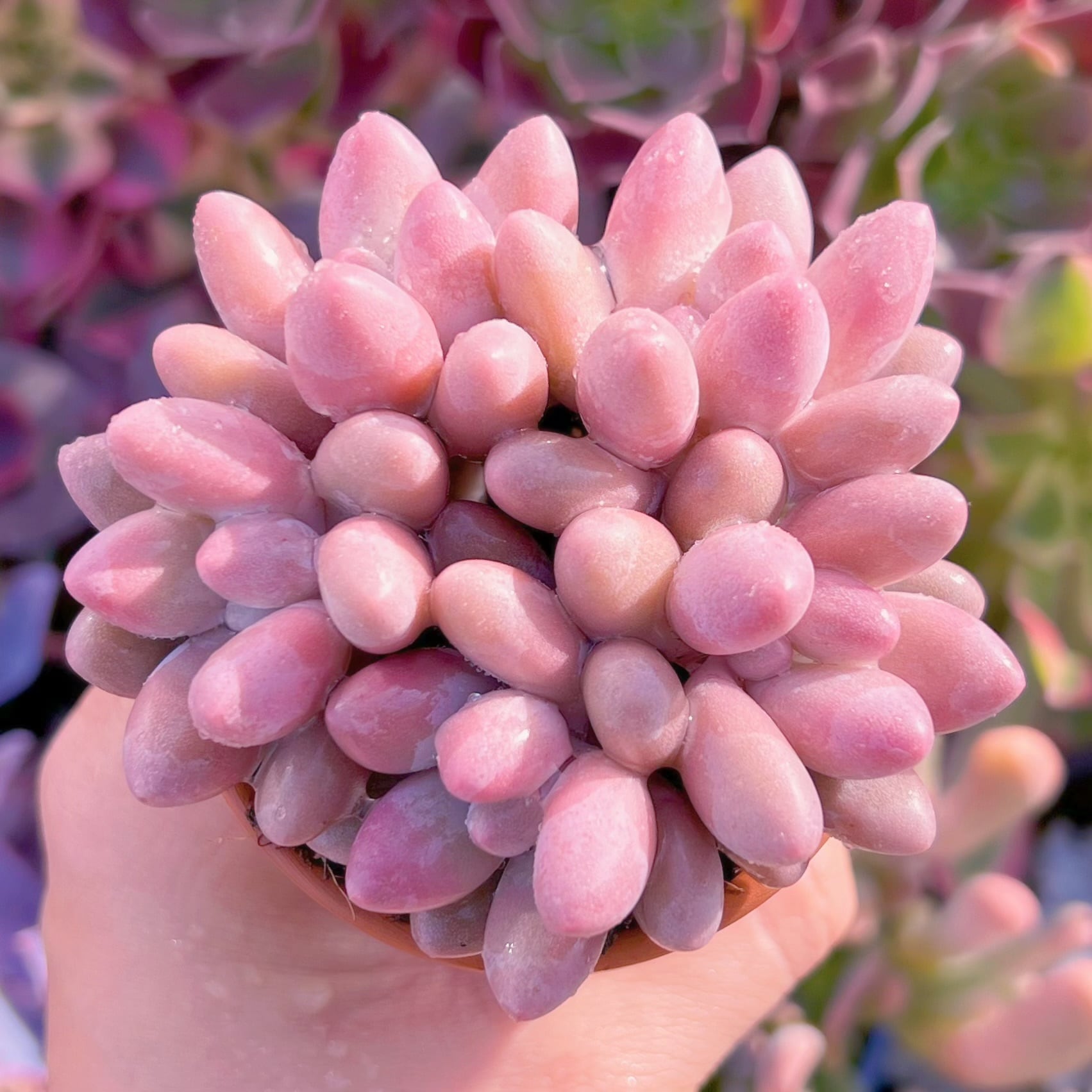 多肉植物　ビューティーフィンガー　群生　新入荷　るる農園