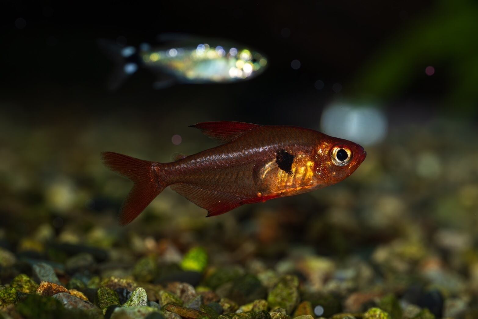 Homalomena sp. Mamasa 