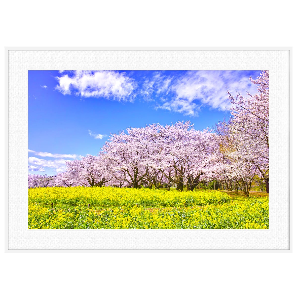 春写真 埼玉県幸手市の権現堂桜堤の菜の花と桜 インテリアアートポスター額装 AS4896