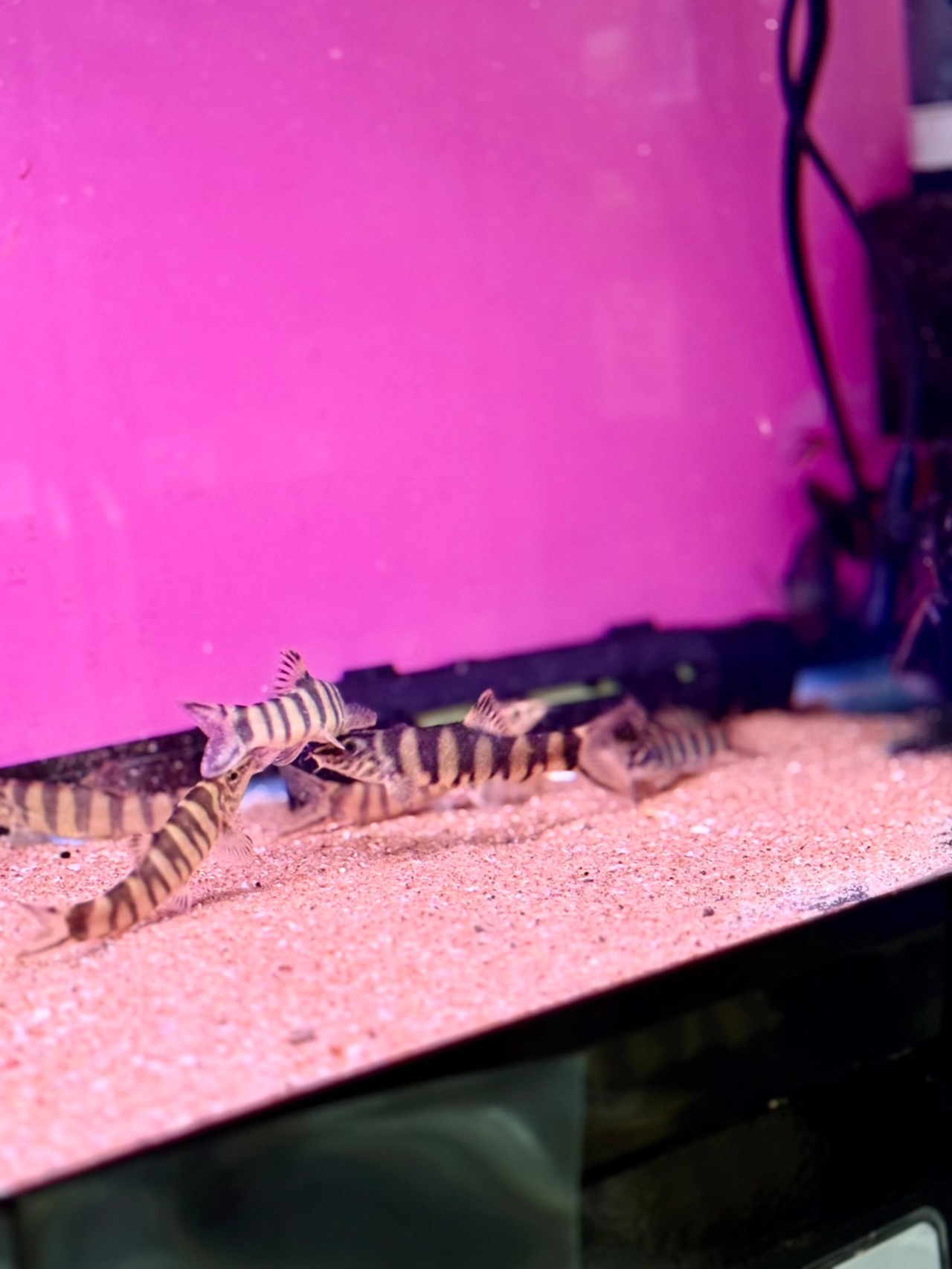 ボーシャ・ロブスタ - 1