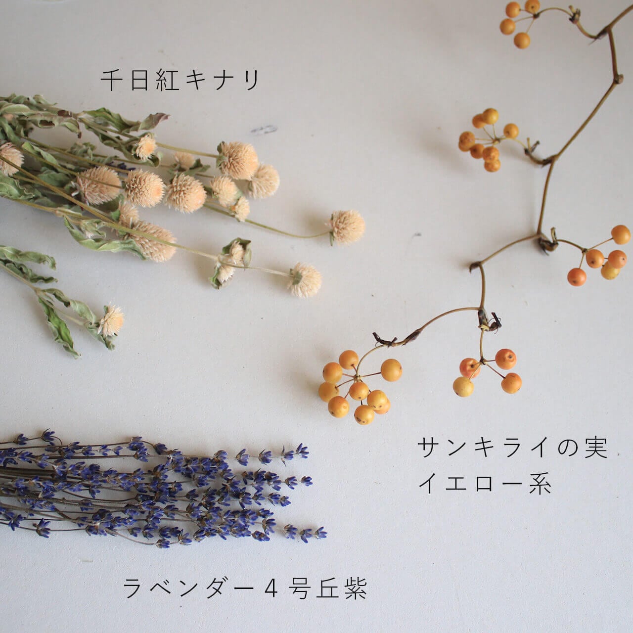 千日紅 ホワイト (キナリ ベージュ アイボリー )/ 北海道産ドライ