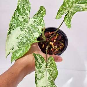 【美斑】〔シンゴニウム・パンダ・ギャラクシー〕Syngonium Panda Galaxy 観葉植物 斑入り ポット発送