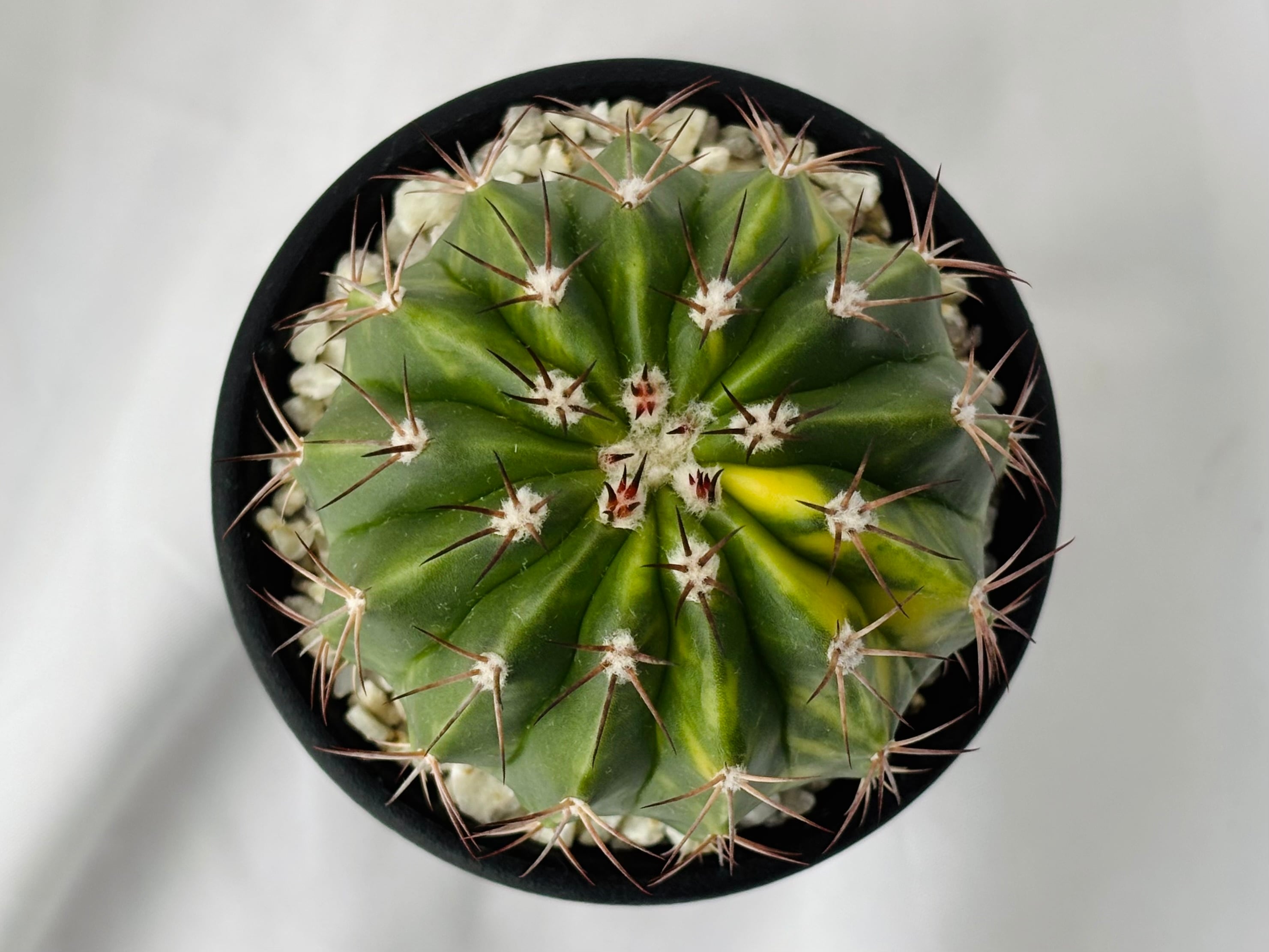 Melocactus amoenus メロカクタス 層雲錦 サボテン | plants MARU