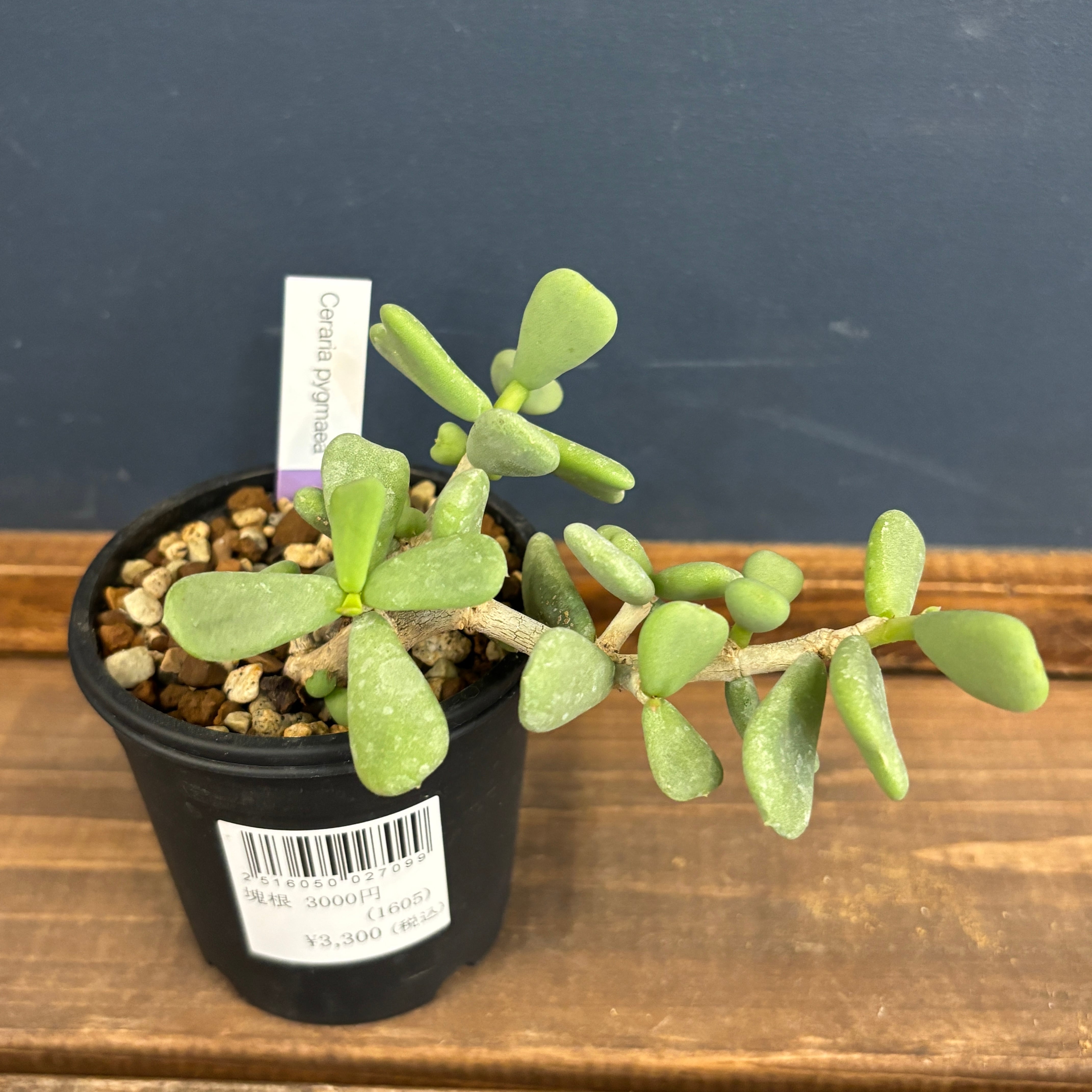 ケラリア ピグマエア 挿し木【89】 | PROTOLEAF プロトリーフ