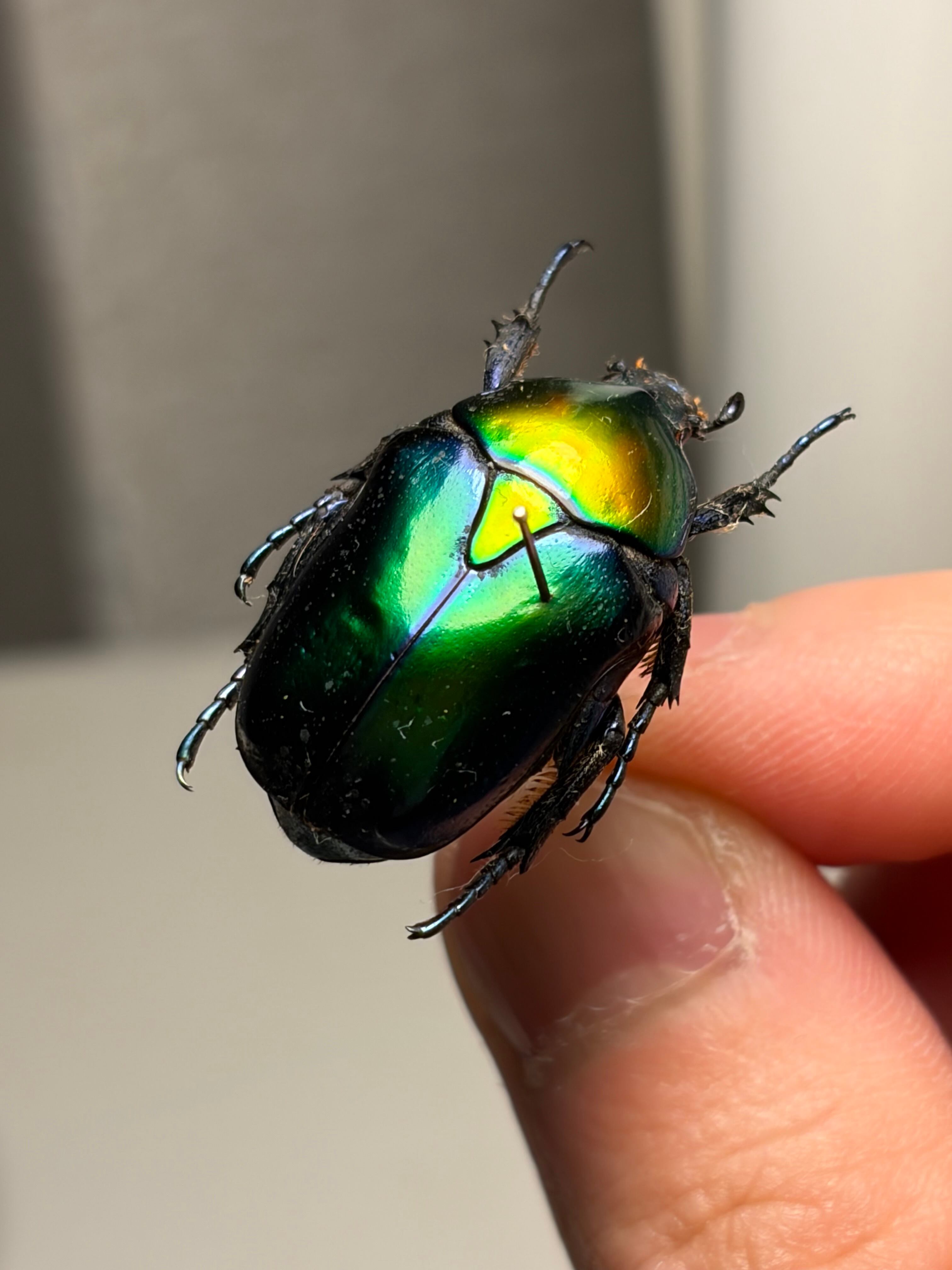 【27mm】Protaetia speciosa コガネムシ 標本 メノコブイブ 27mm♀】Protaetia speciosa コガネムシ 標本 メノコブイブイプラチナ