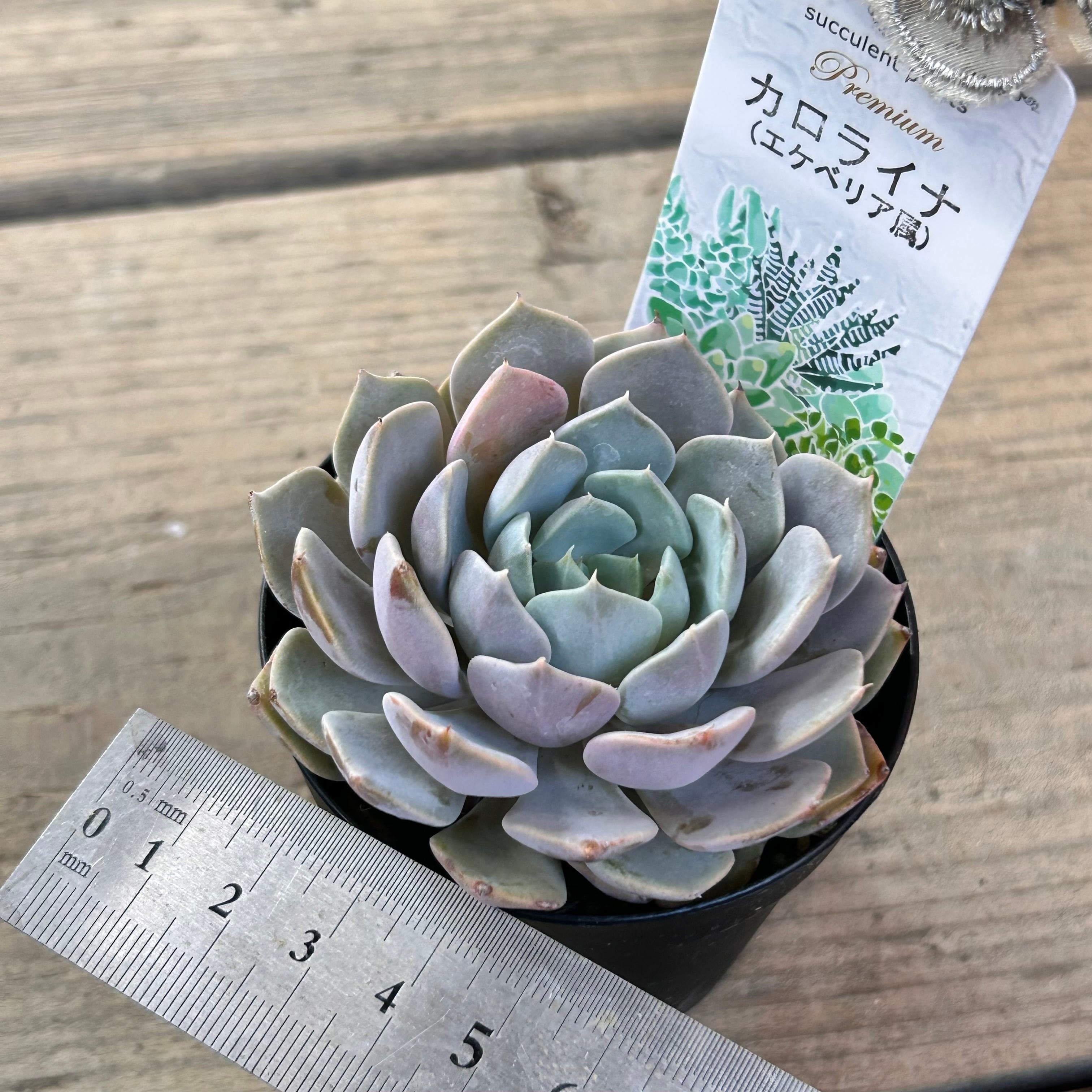 カロライナ | RuPo 多肉植物専門店