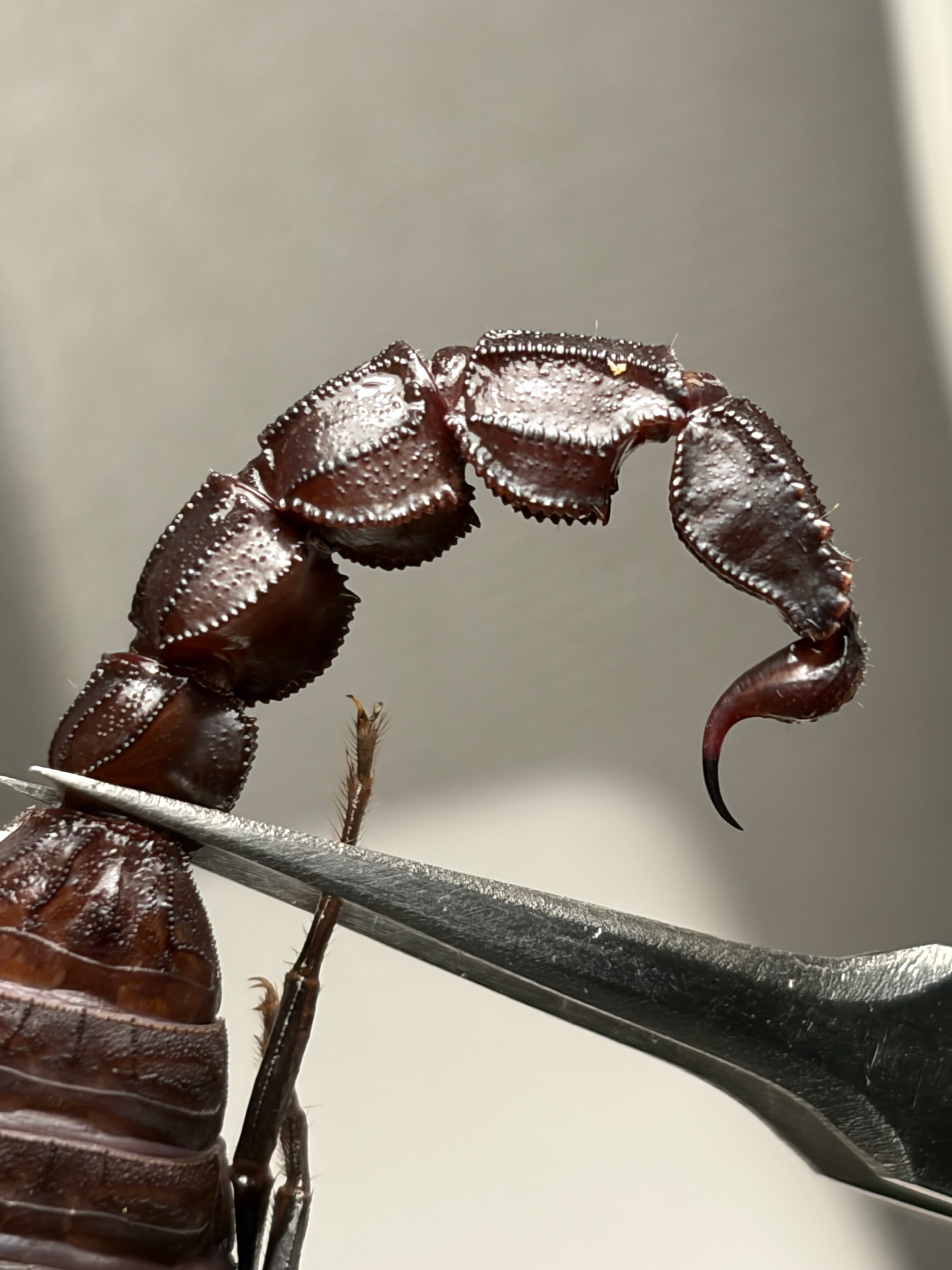 黒いオブトサソリの中でも大型かつマッドな質感のモロッコファット