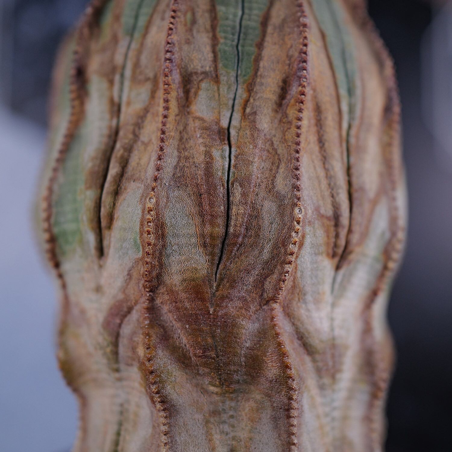 オス株【超厳選株】超大株 直径約8.7cm マウンテン ヴィンテージ