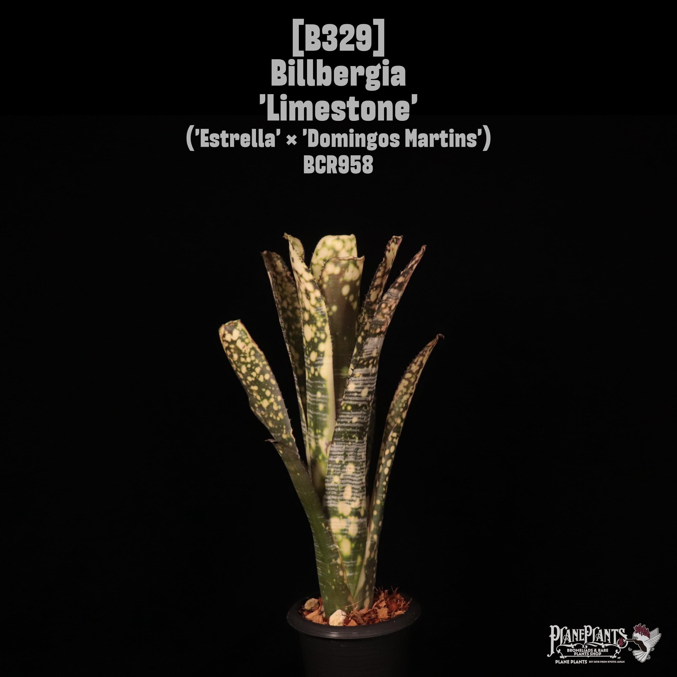 Billbergia 'Limestone'〔ビルベルギア〕B329