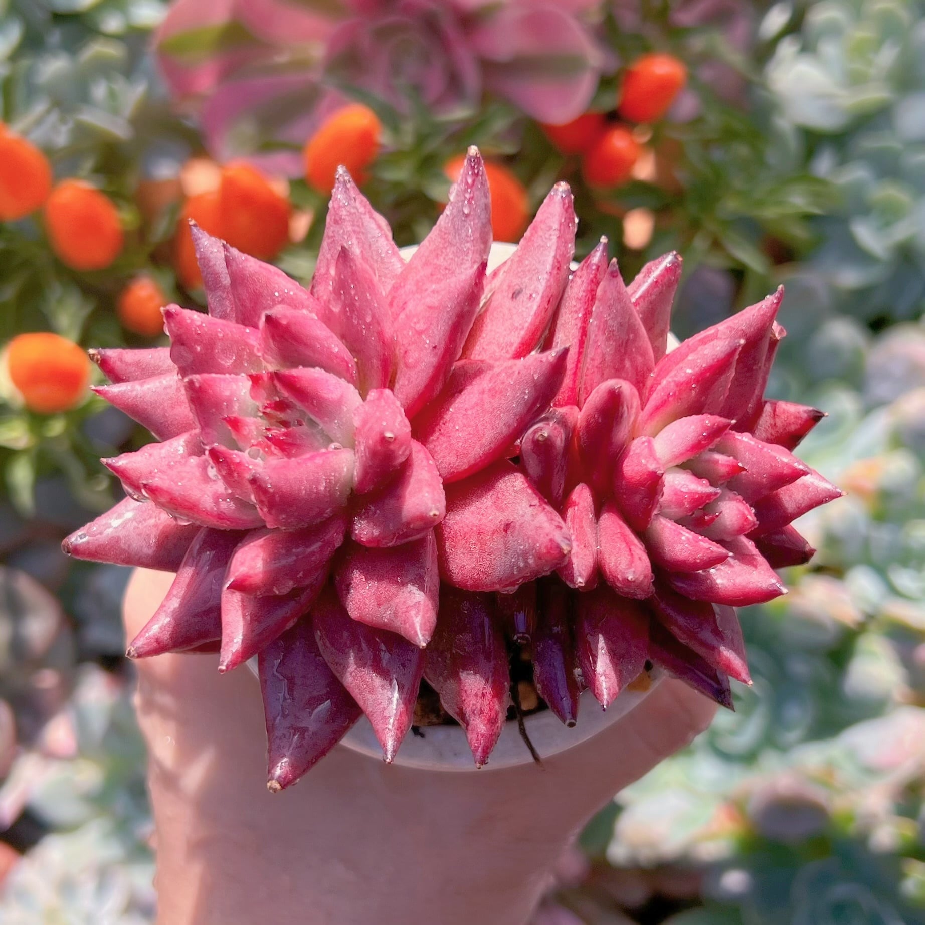 多肉植物 ロメオ(群生) 新入荷 るる農園 | るる農園~多肉植物専門