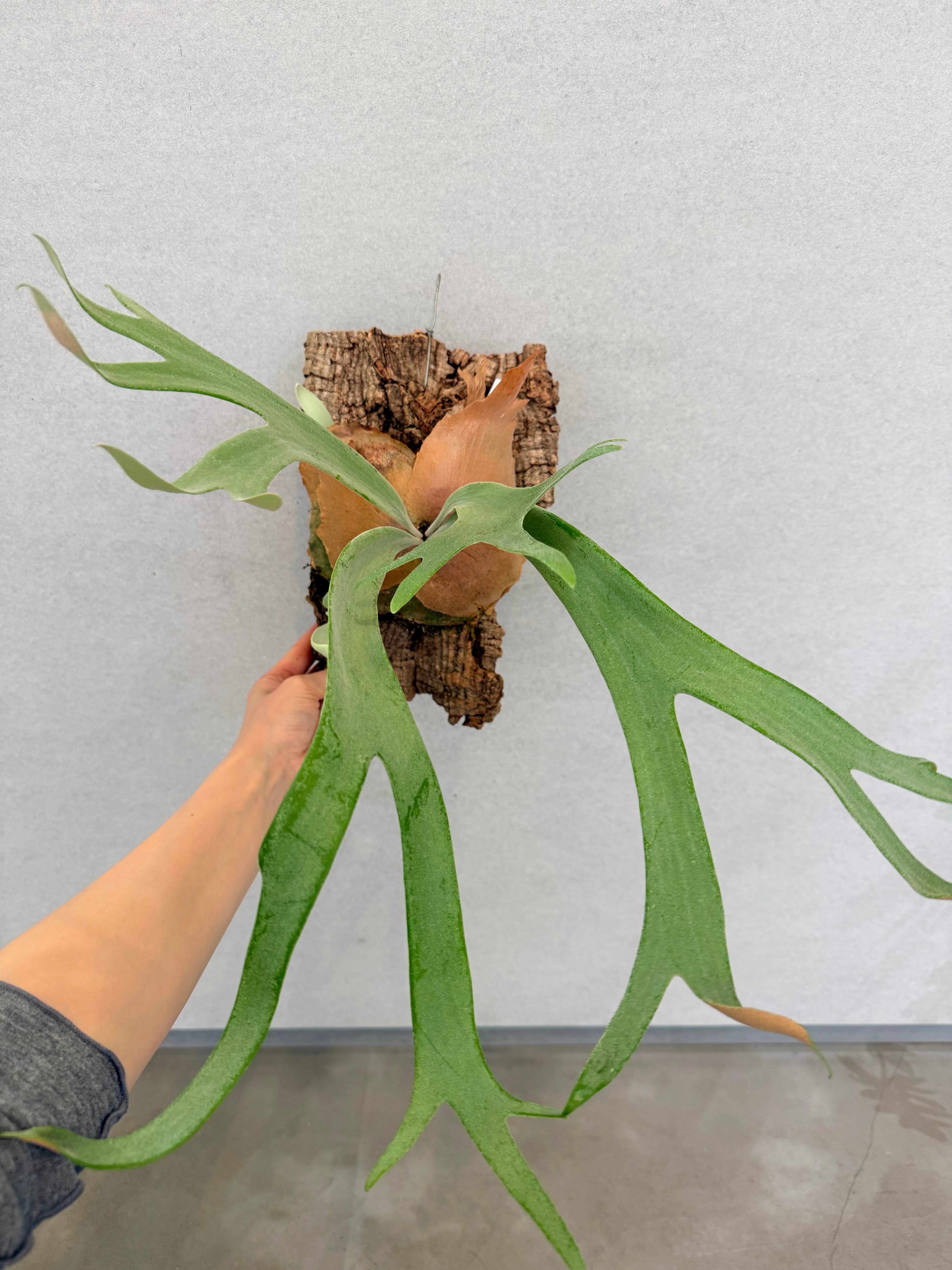 Platycerium_ビカクシダ | vandaka plants
