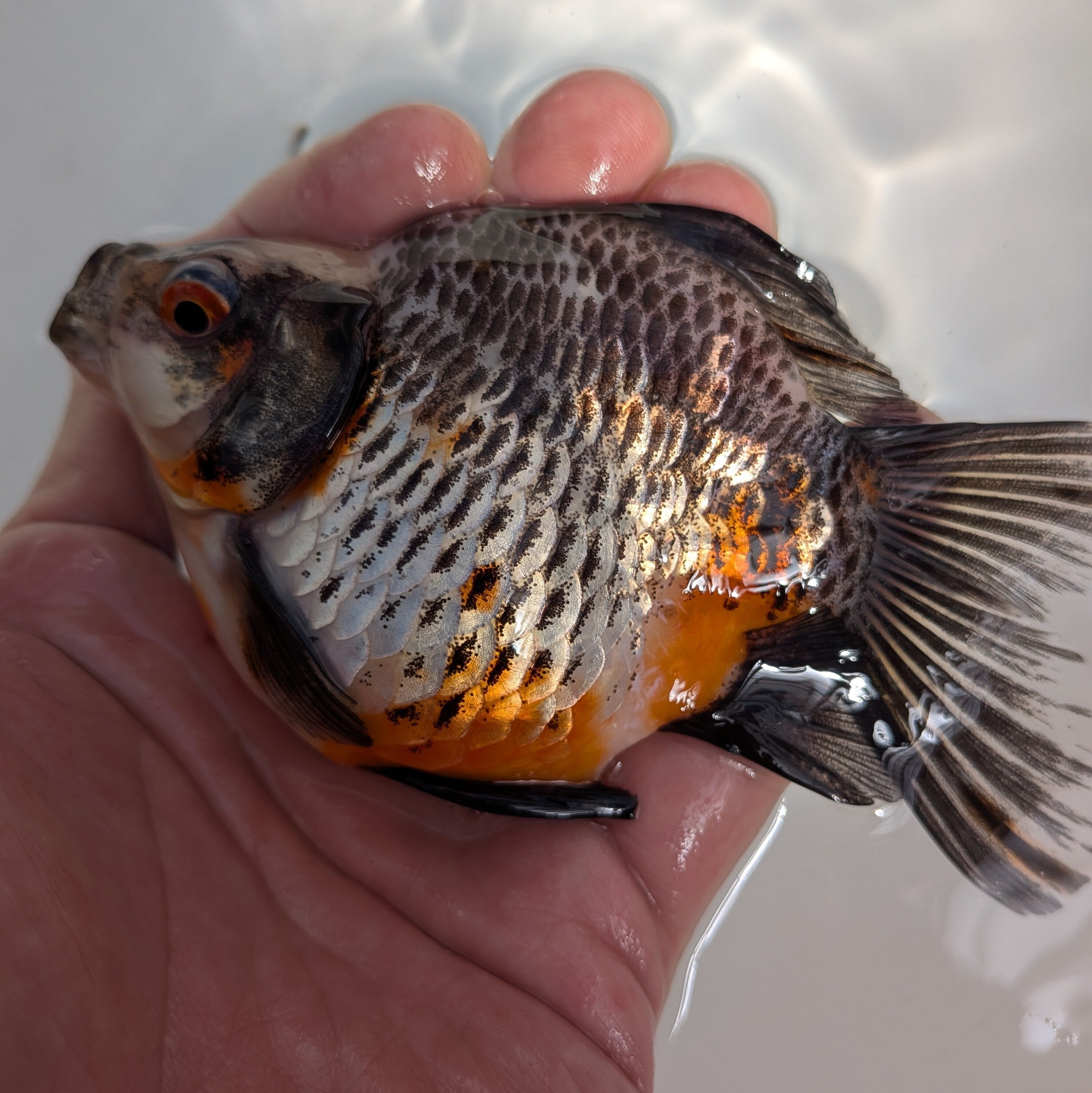 ☆越後玉サバ☆銀鱗玉サバ丹頂ミラーボール A-51 | 藤だるま工房（養魚場）