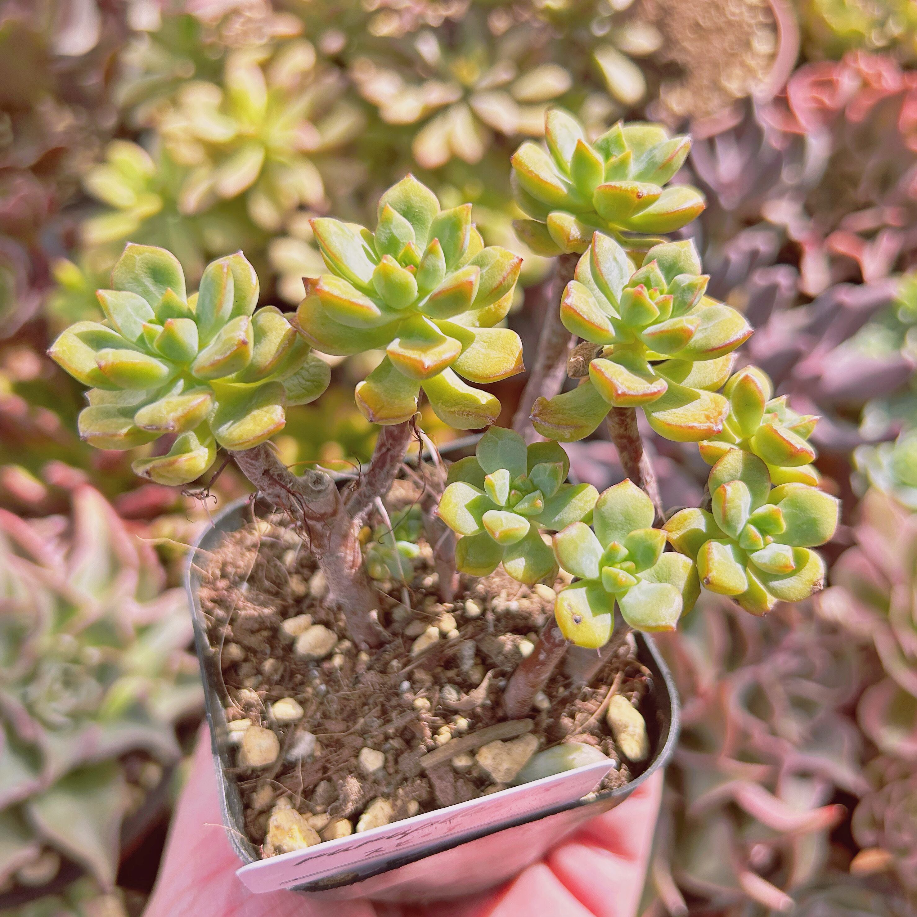 多肉植物 抜き苗