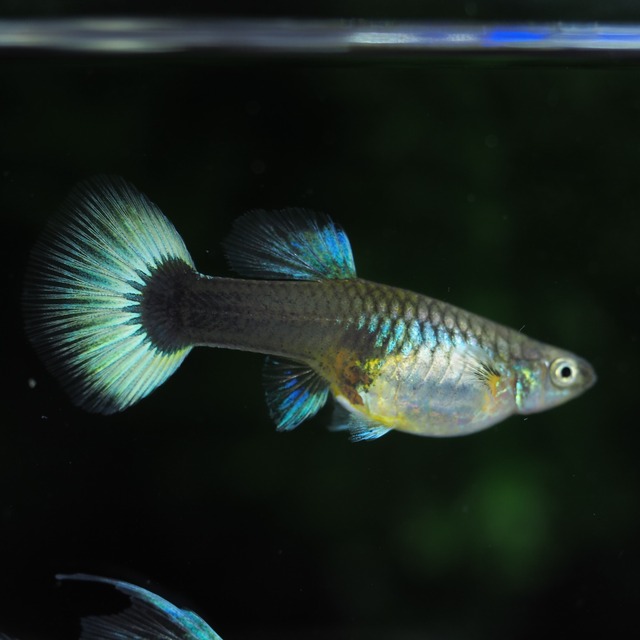 【専用】ドイツイエロータキシードリボン　1カルテット