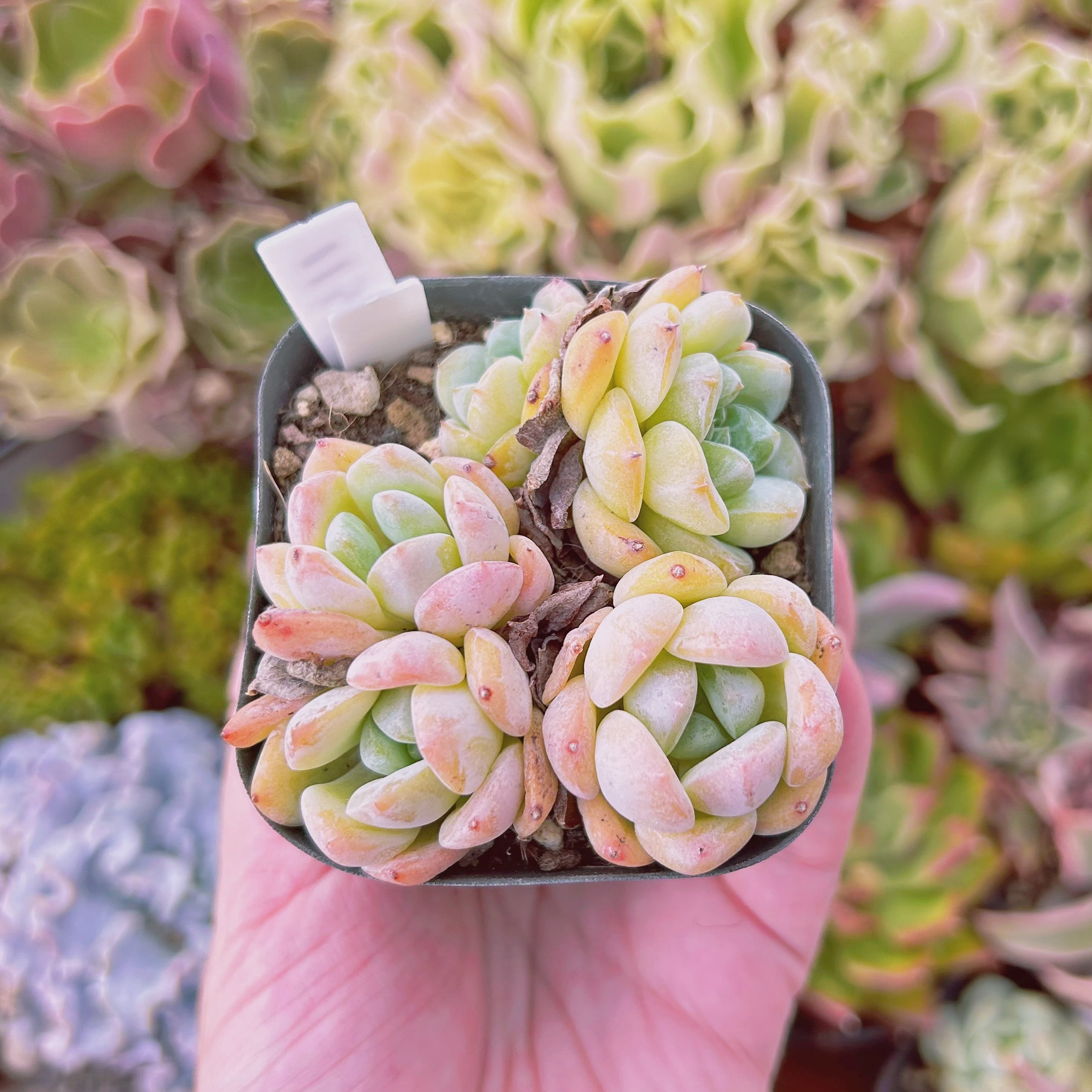 現物　多肉植物  厚夢　抜き苗