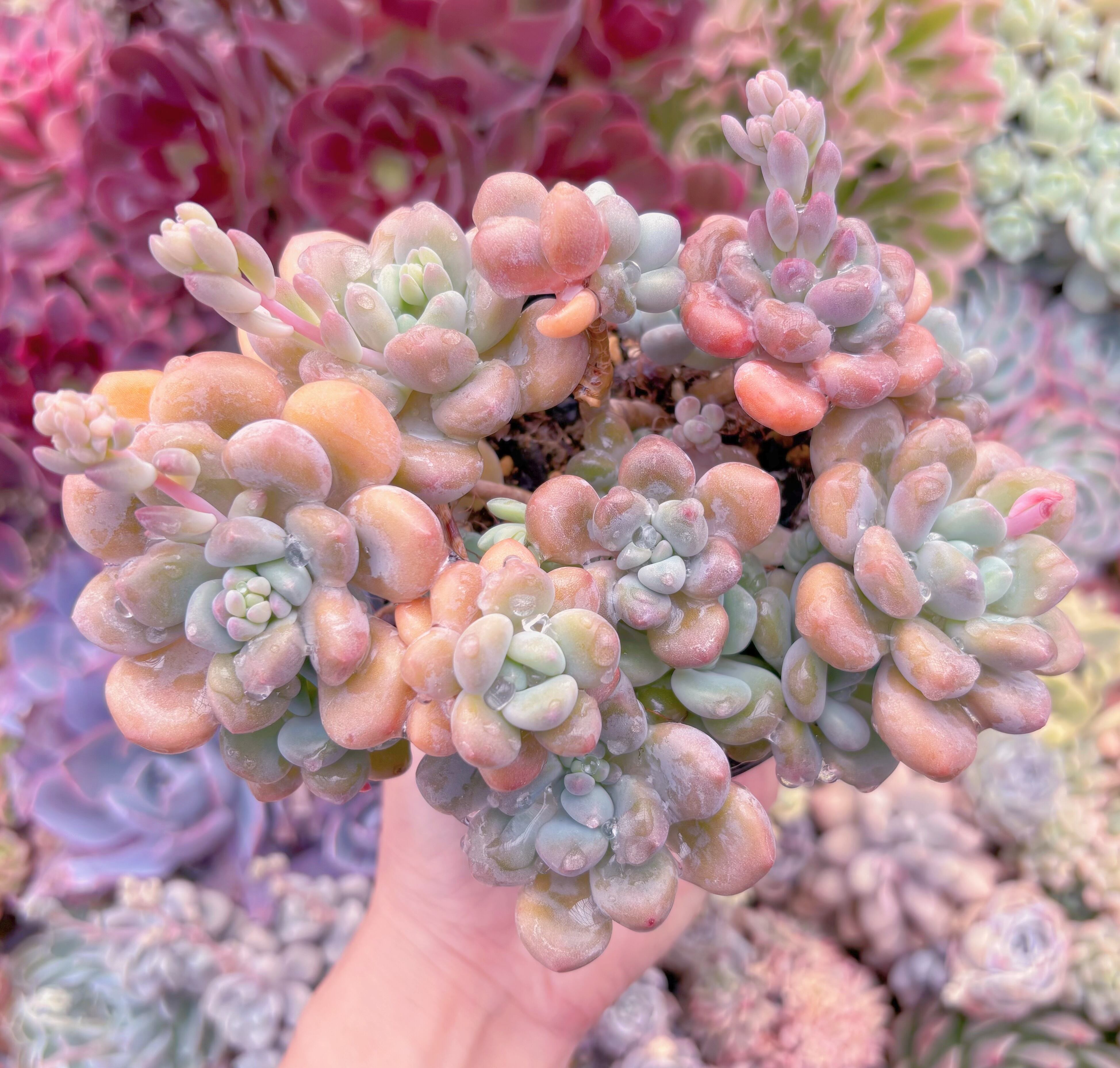 現品　ラブリーディア#A06　新入荷　るる農園