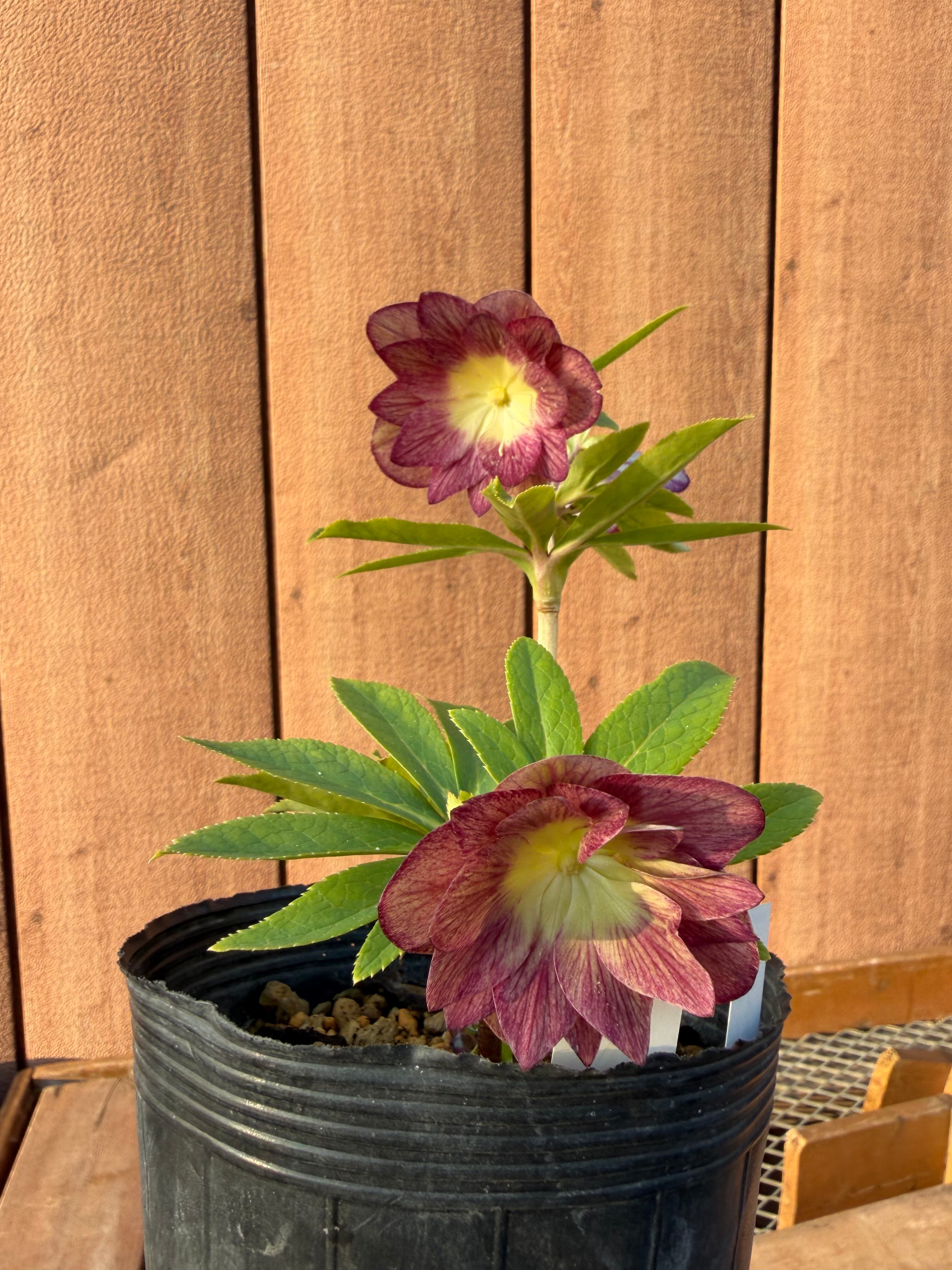 キラメキ☆底抜けレッドゴールドリバーシブル紅白系 加藤農園