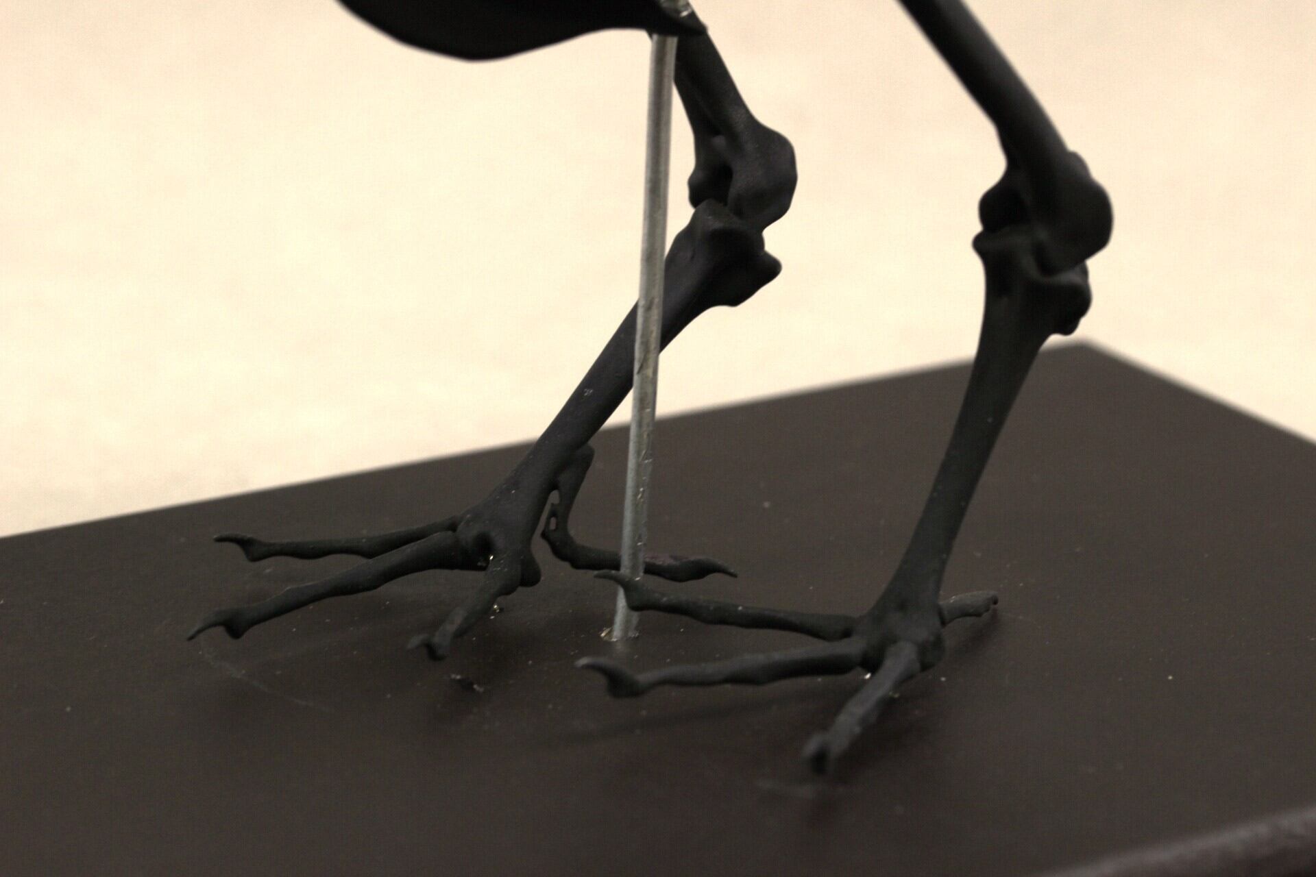 トドの骨 20個セット 高さ21cm】モーリシャスドードー の縮小全身骨格レプリカ【Dodo