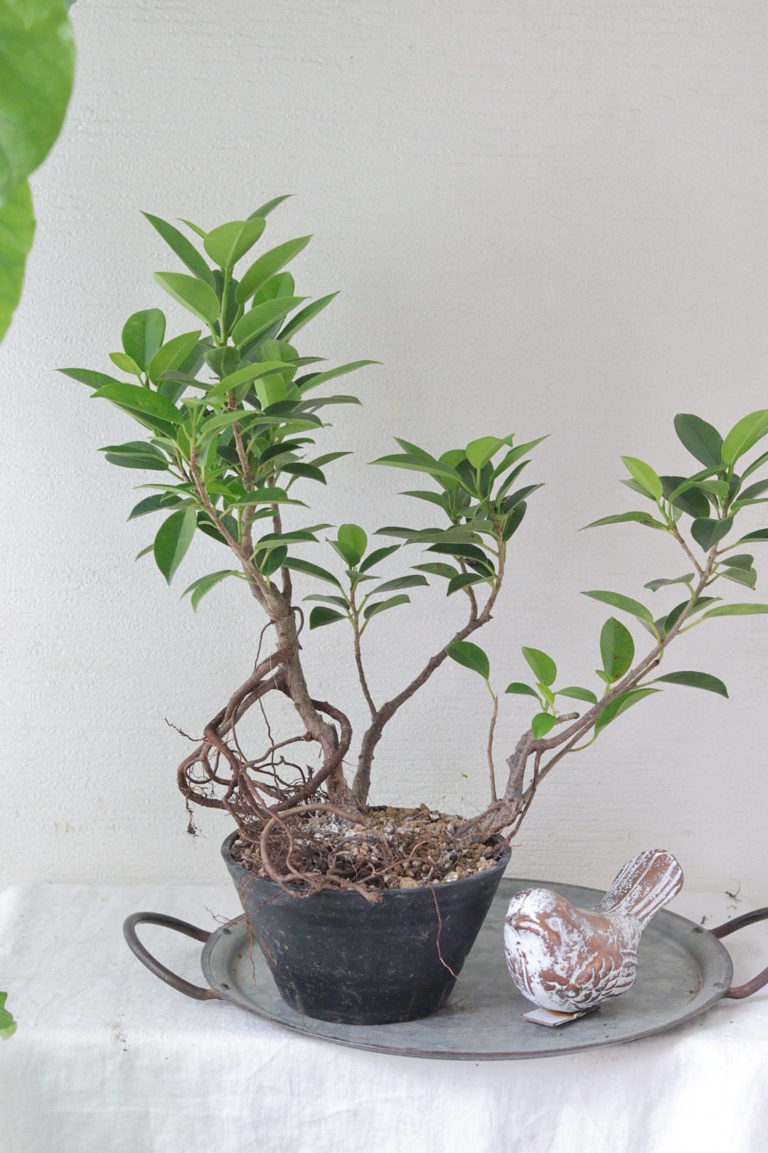 盆栽風♡野生的グリーン♡観葉植物♡ガジュマル | Total Plants Egret