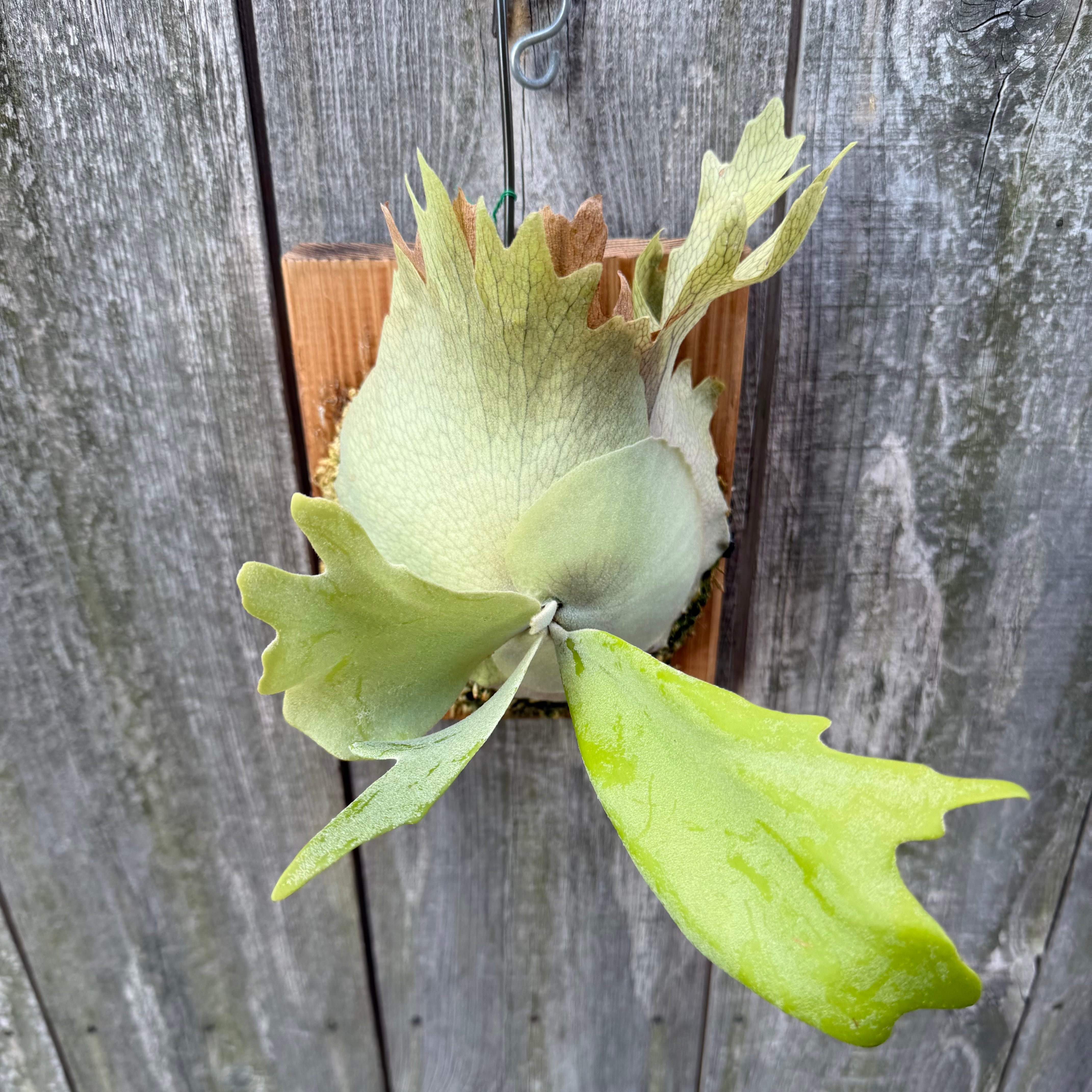 P. willinckii cv. Seiren (pup) | naturefix