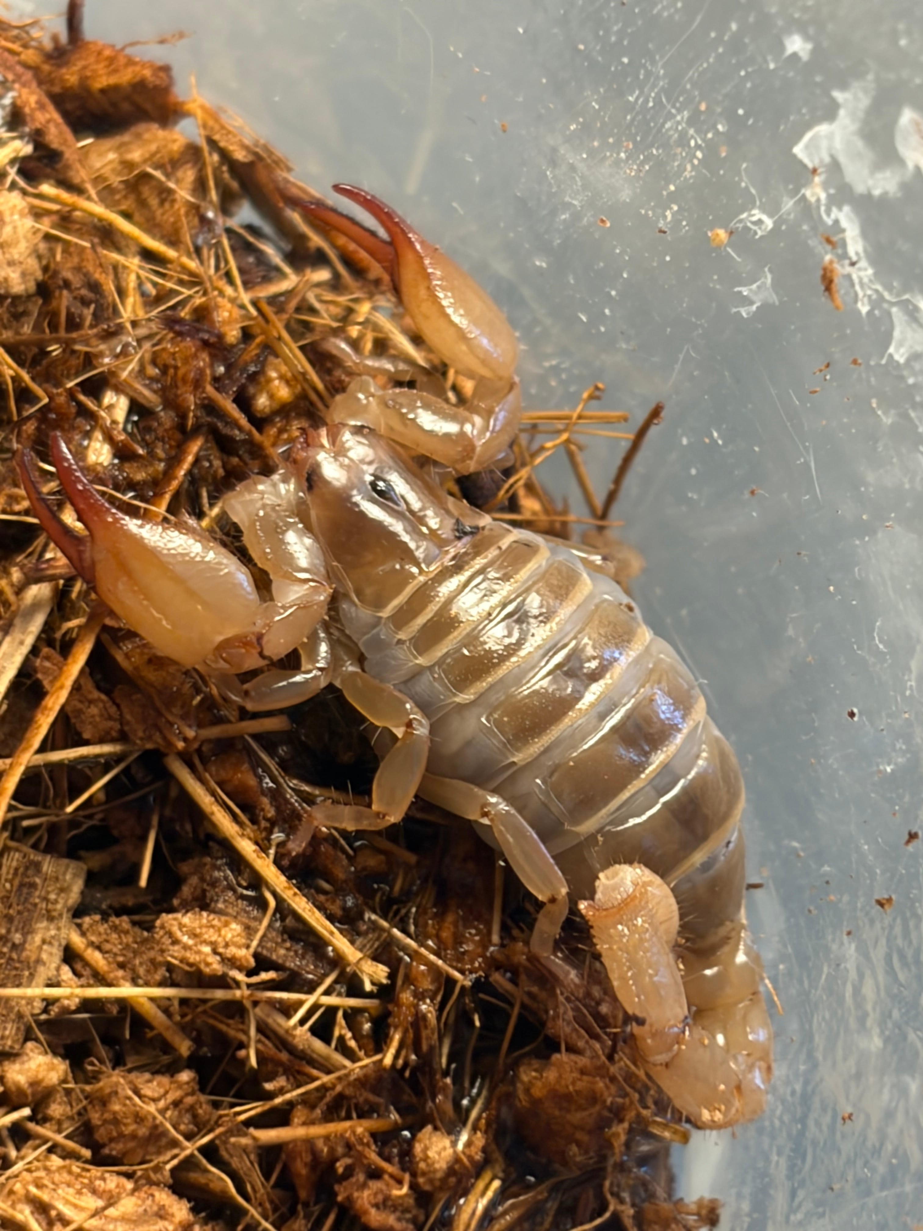 カラフトクビナガオサムシ Acoptolabrus lopatini 樺太 標本