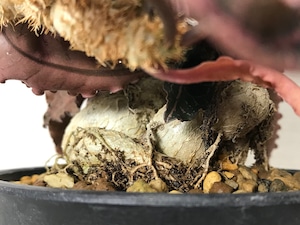 ユーフォルビア フランコイシー