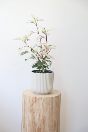 ハイビスカス スノーフレーク/Hibiscus snowflake ※陶器鉢カバー付き