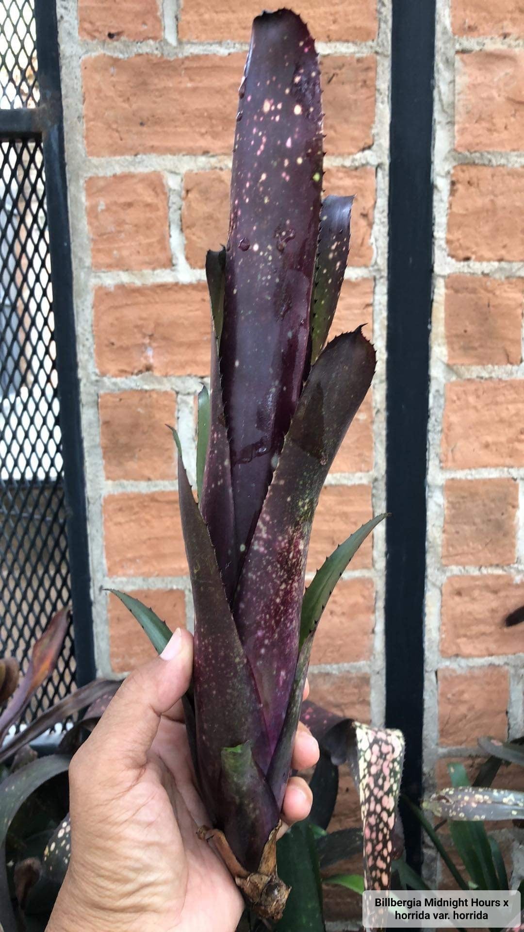 Billbergia Midnight Hours x horrida var. horrida 【artPLANTs