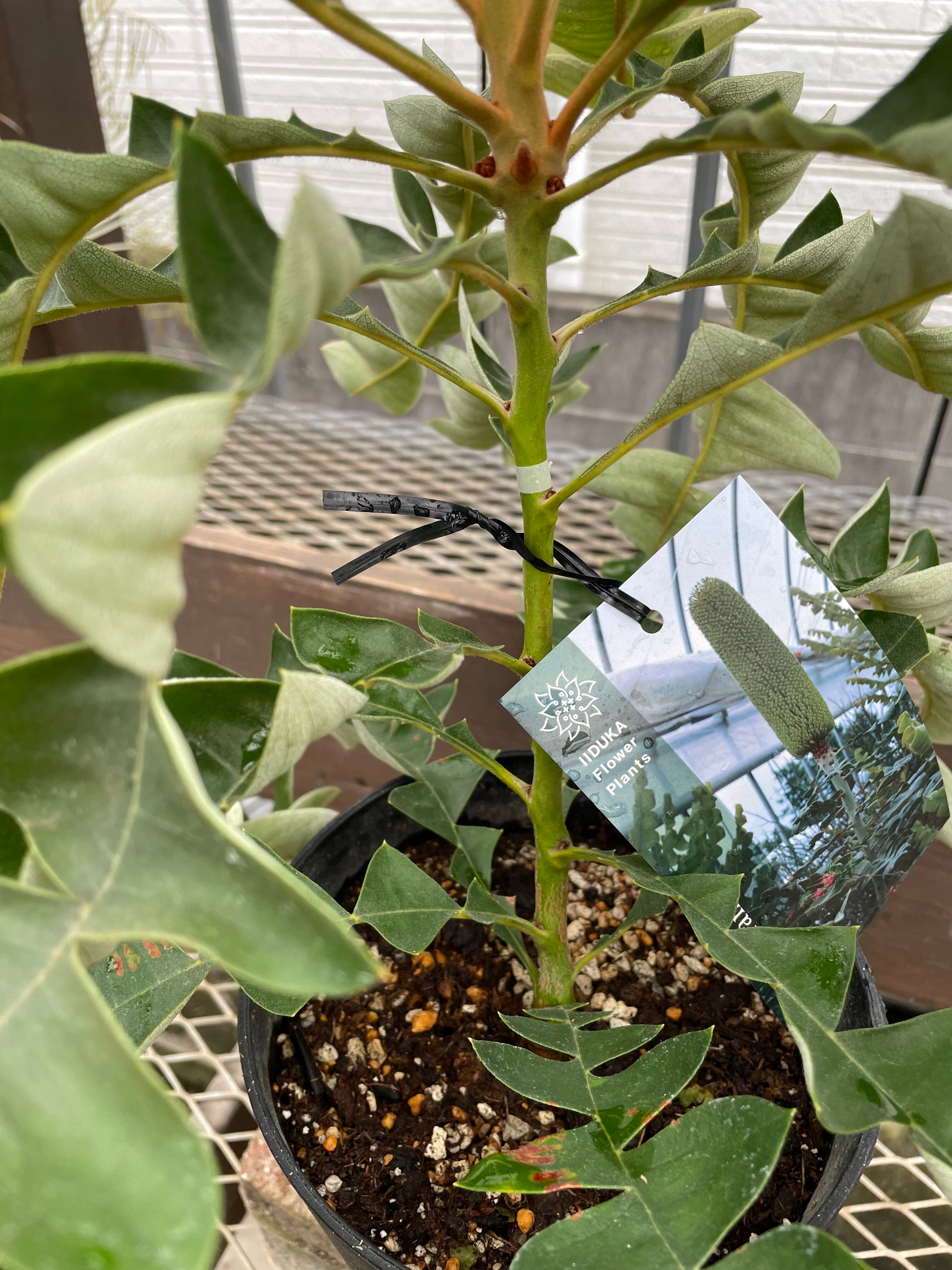 バンクシア グランディス③ | 沼ノ上農園