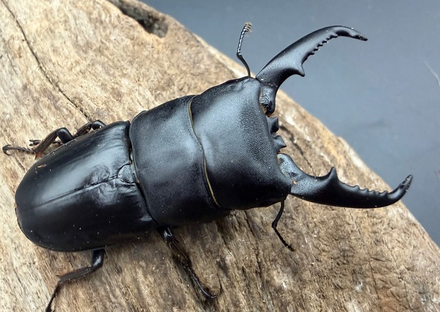 【WF1】《本土ヒラタクワガタ 京都産 60mm ペア》