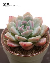 カット苗 フロストフラワー Echeveria 'Frost Flower'