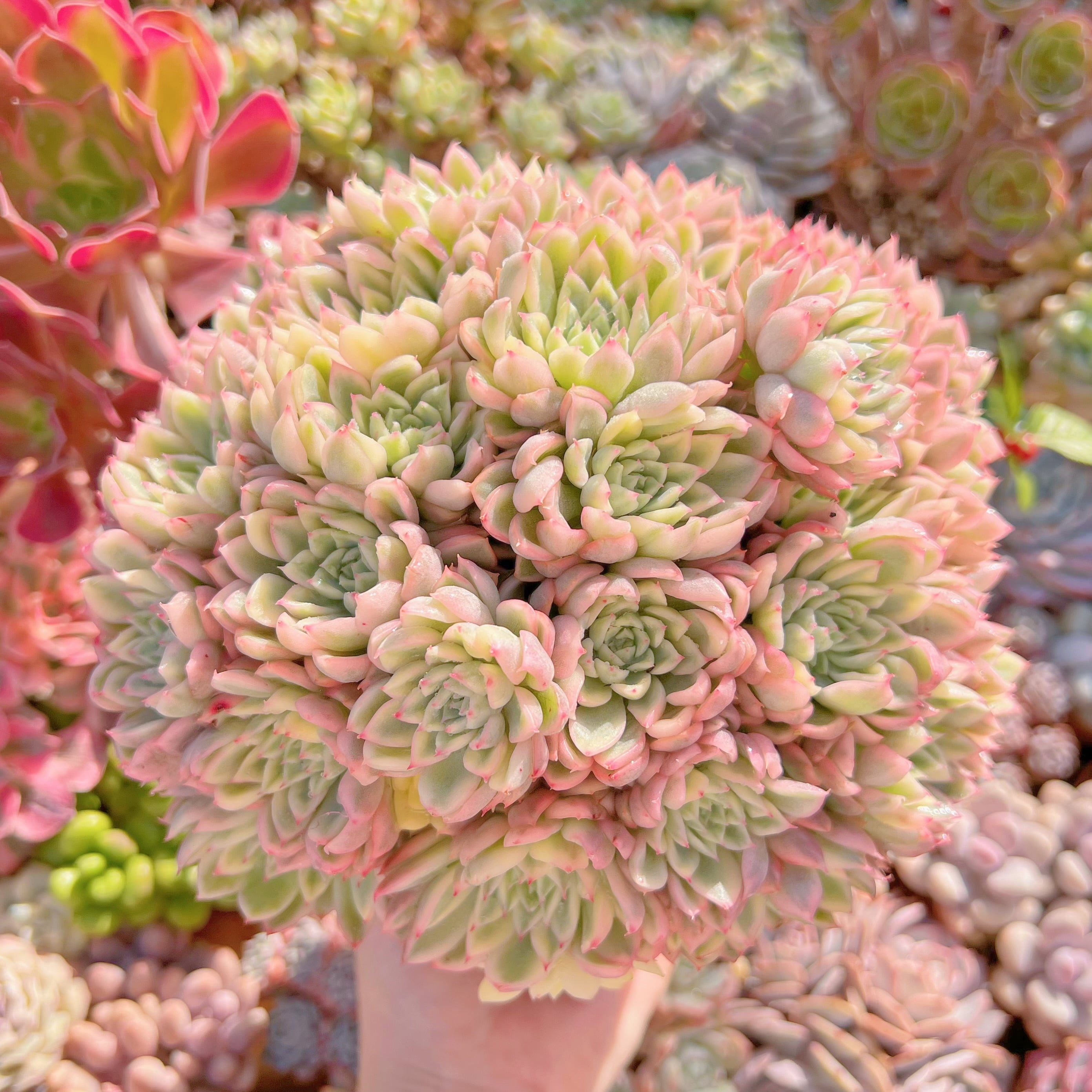 現品　女雛錦#663　新入荷　レア特特大群生約25cm　るる農園