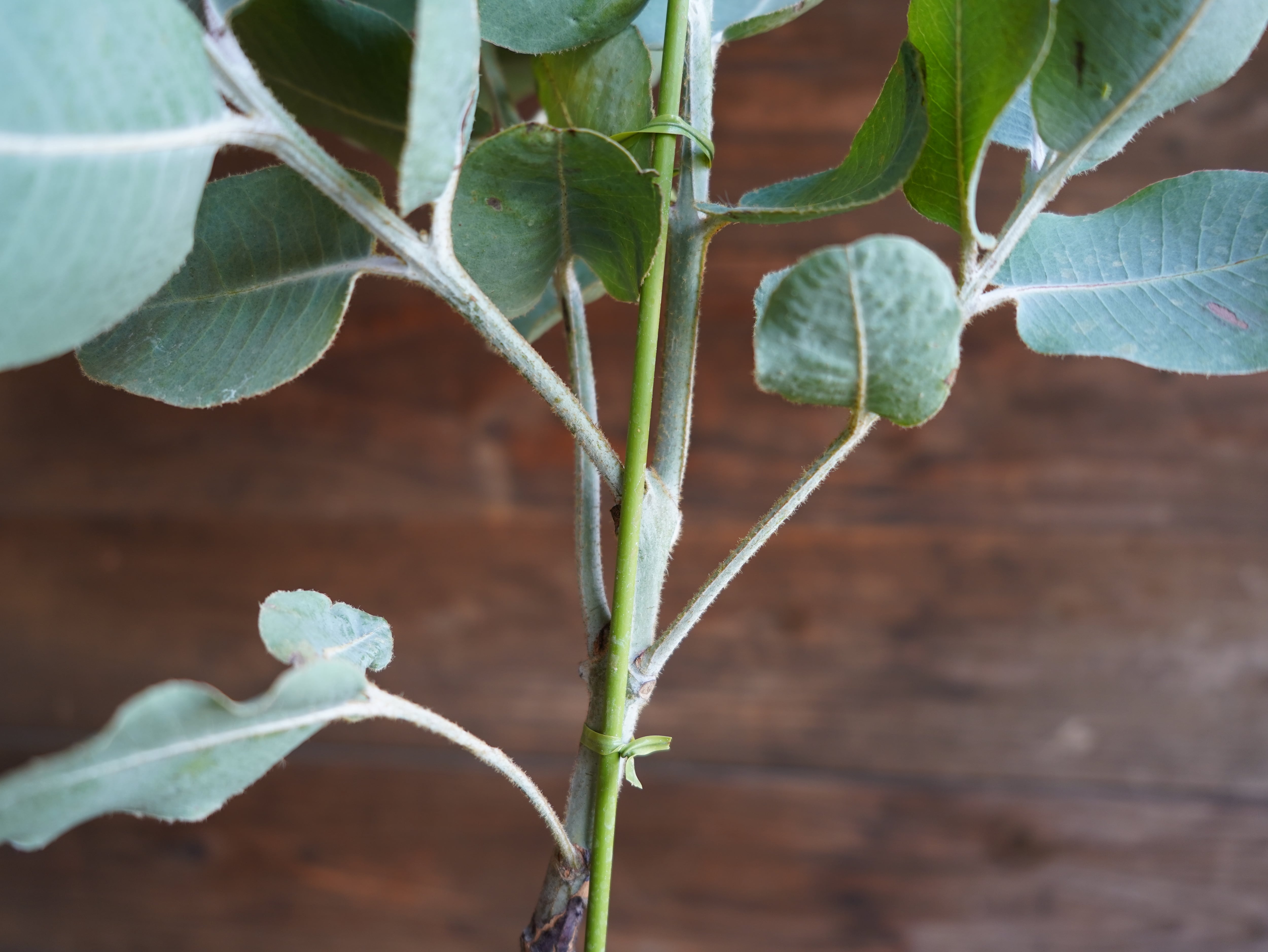 【現物】ユーカリ　”プレウロカルパ”　B