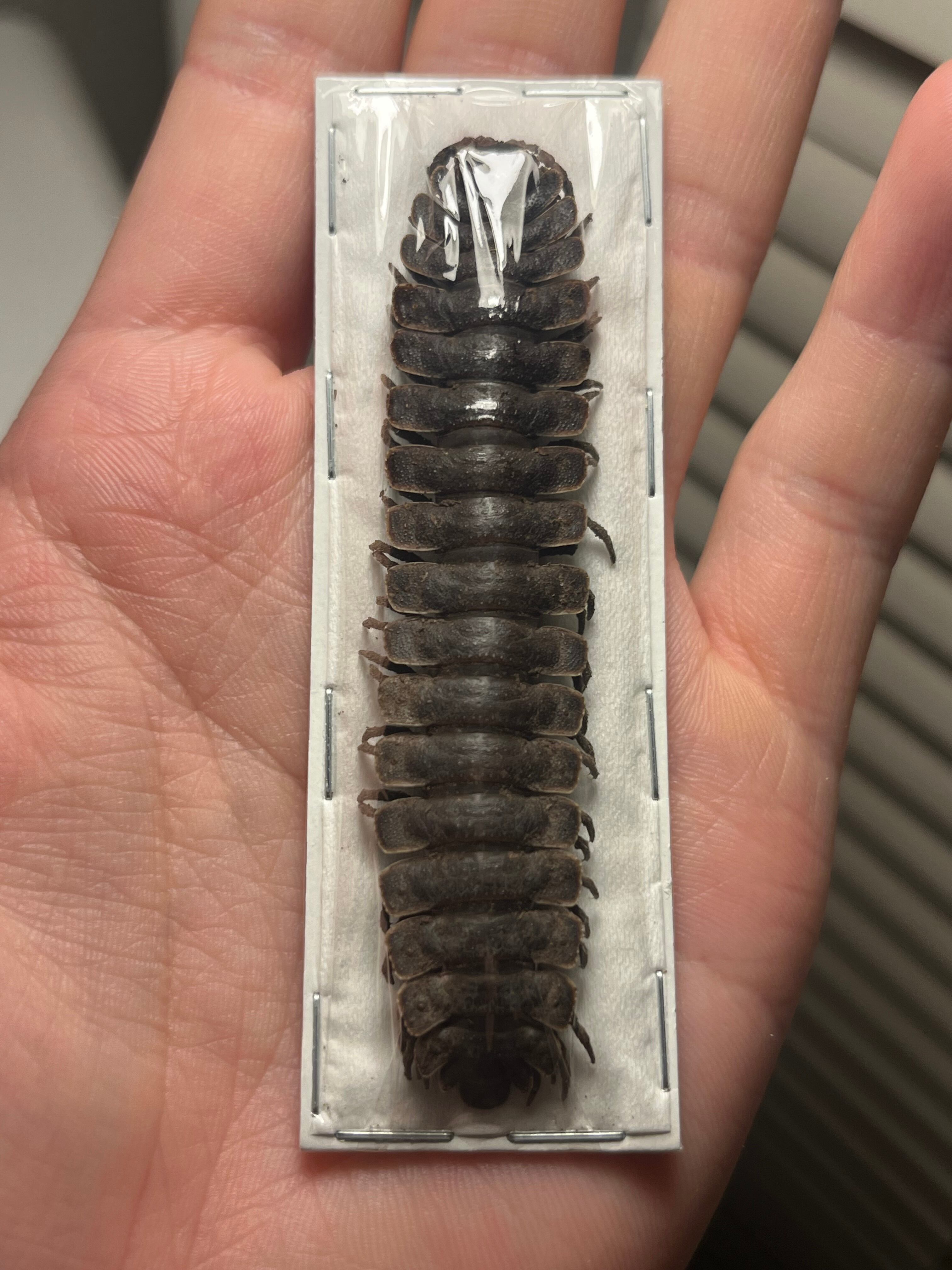 馬陸標本】巨大なババヤスデ？ タランチュラ奇蟲ムカデセンチピード