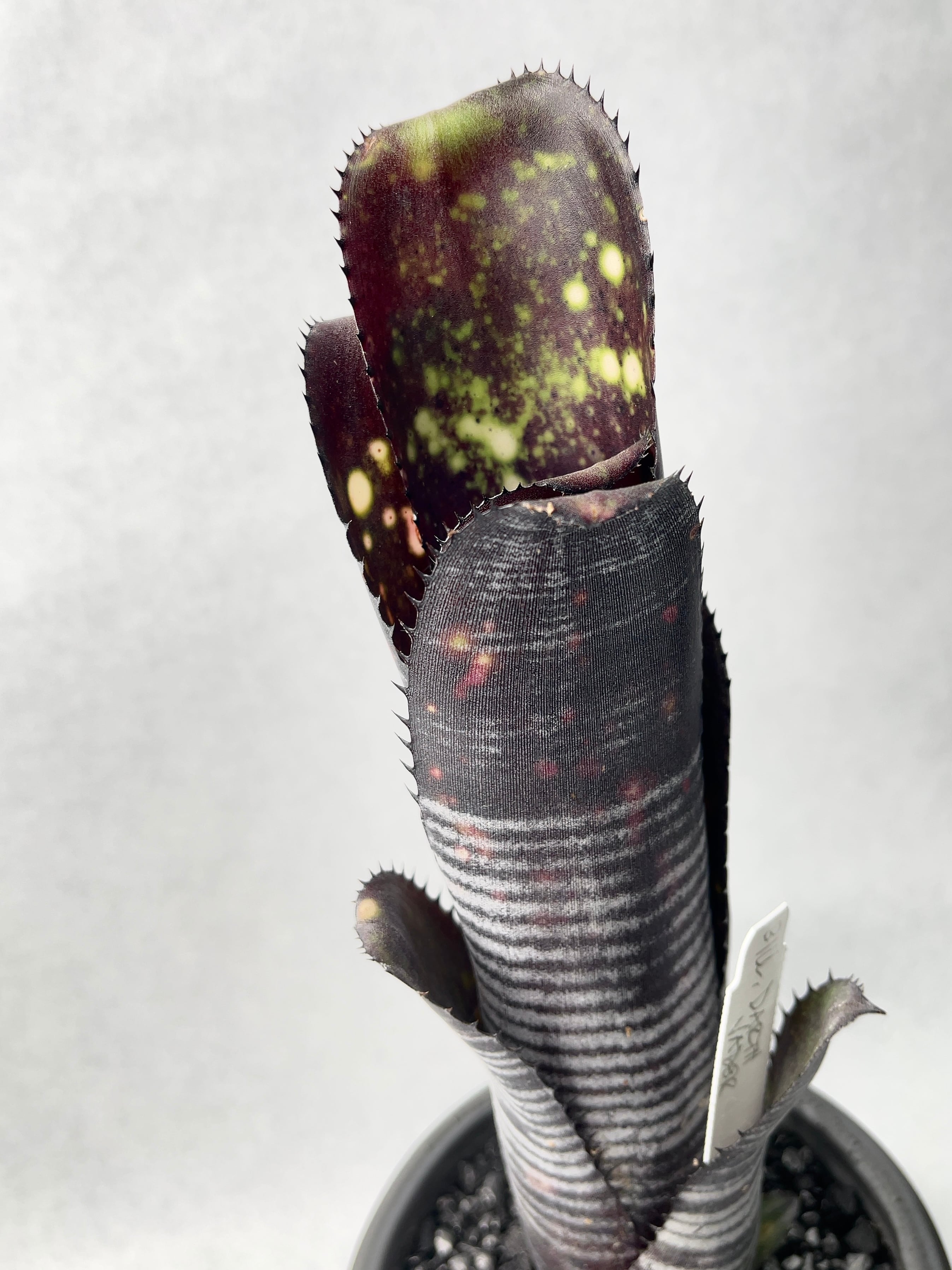 ダースベイダー(リサ氏タグ付き) | trigger